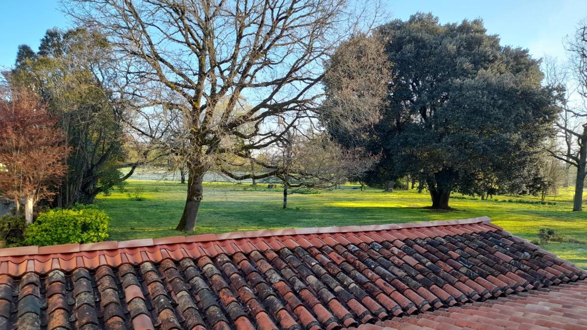 King Room with Garden View