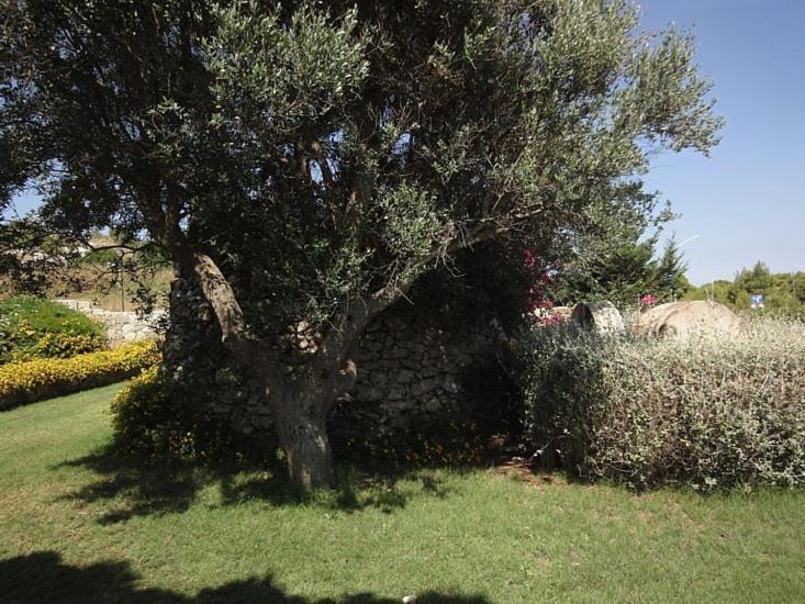 Villa with Sea View photo 2