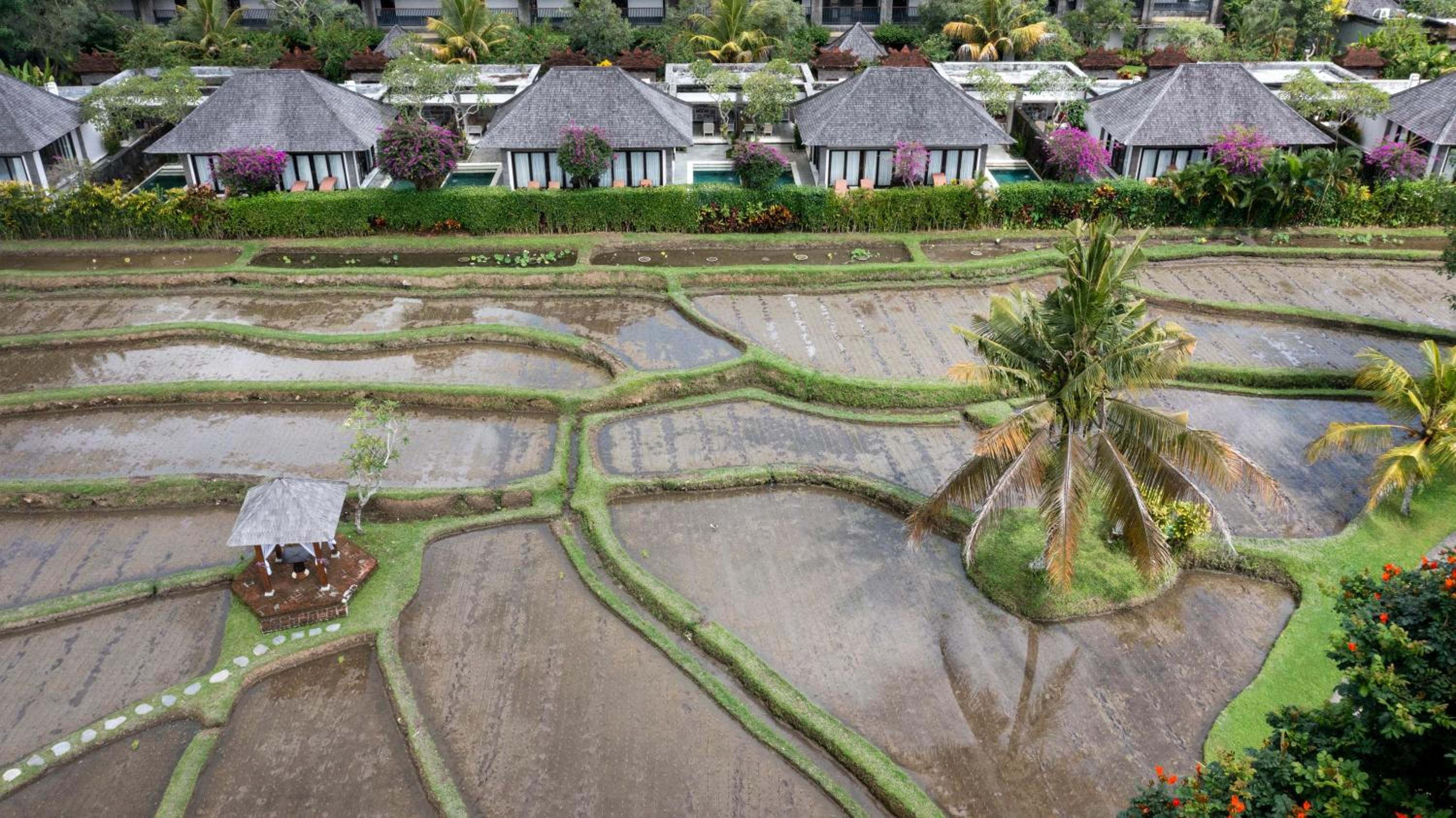 One-Bedroom Rice Field Pool Villa