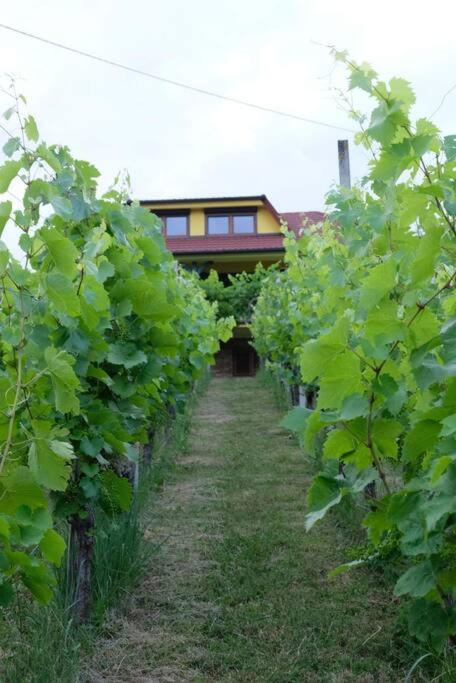 One-Bedroom House photo 3