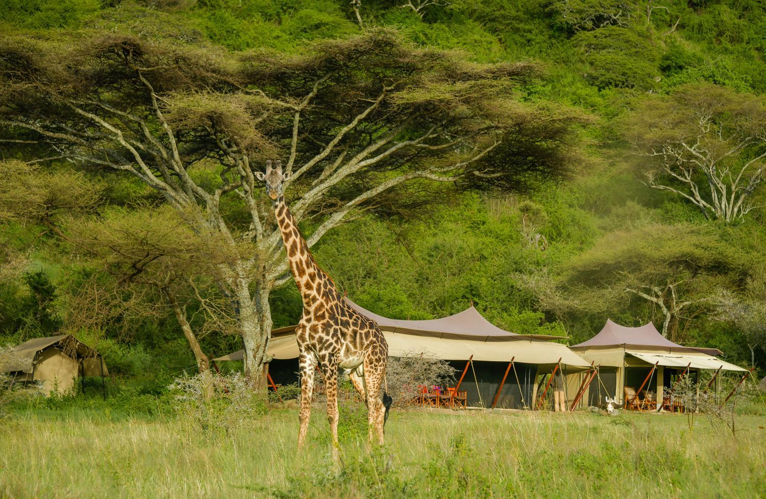 Tent