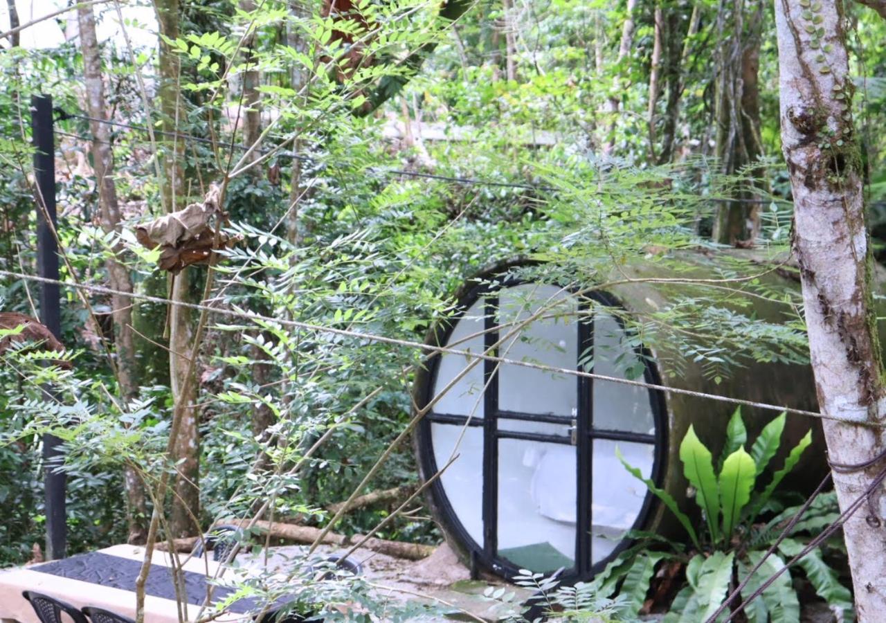 Capsule with Jungle View - Photo 5