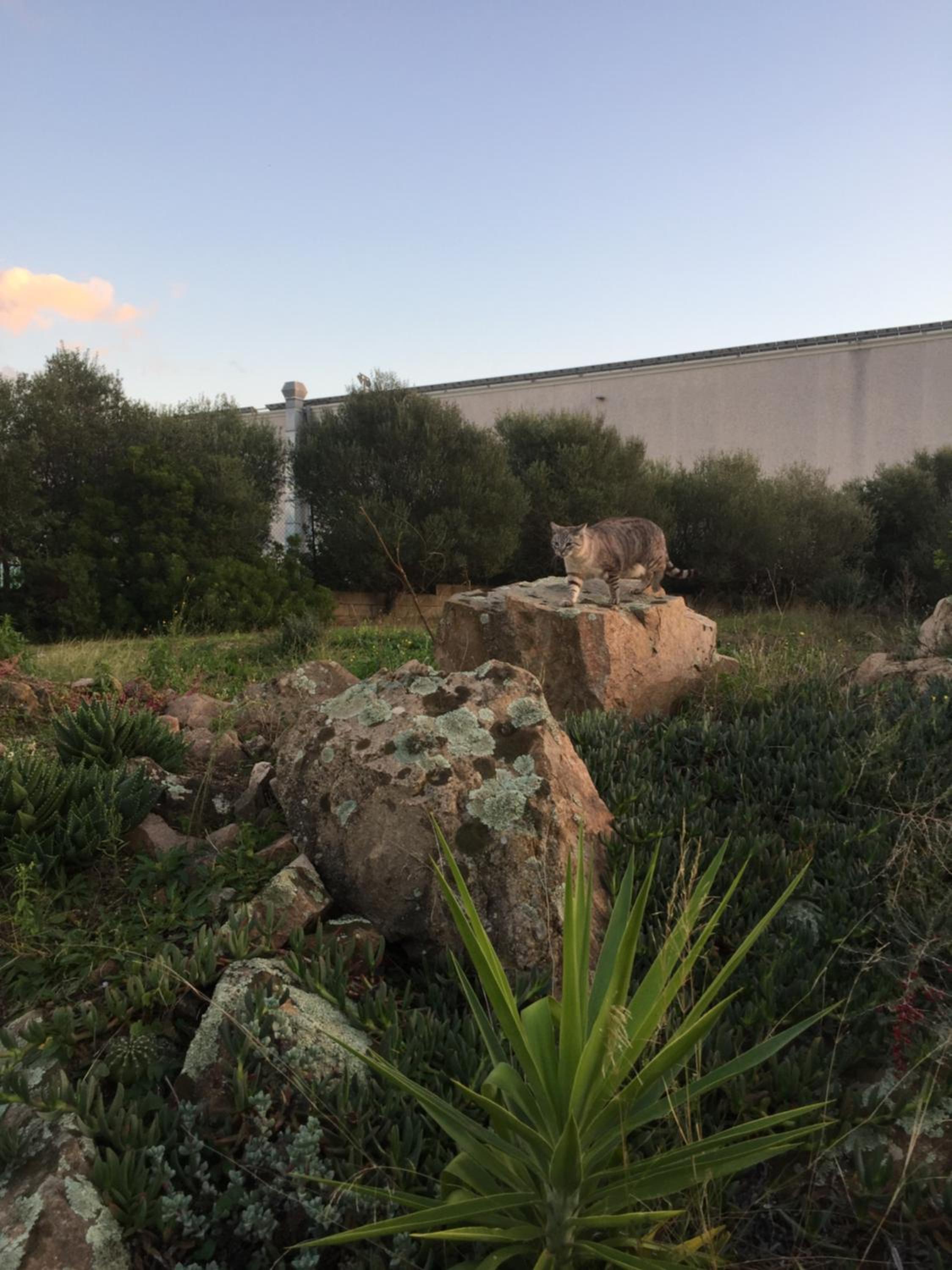 Η Κατοικία της Θείας Αννίνας στη Σαρδηνία, Φωτογραφία 27