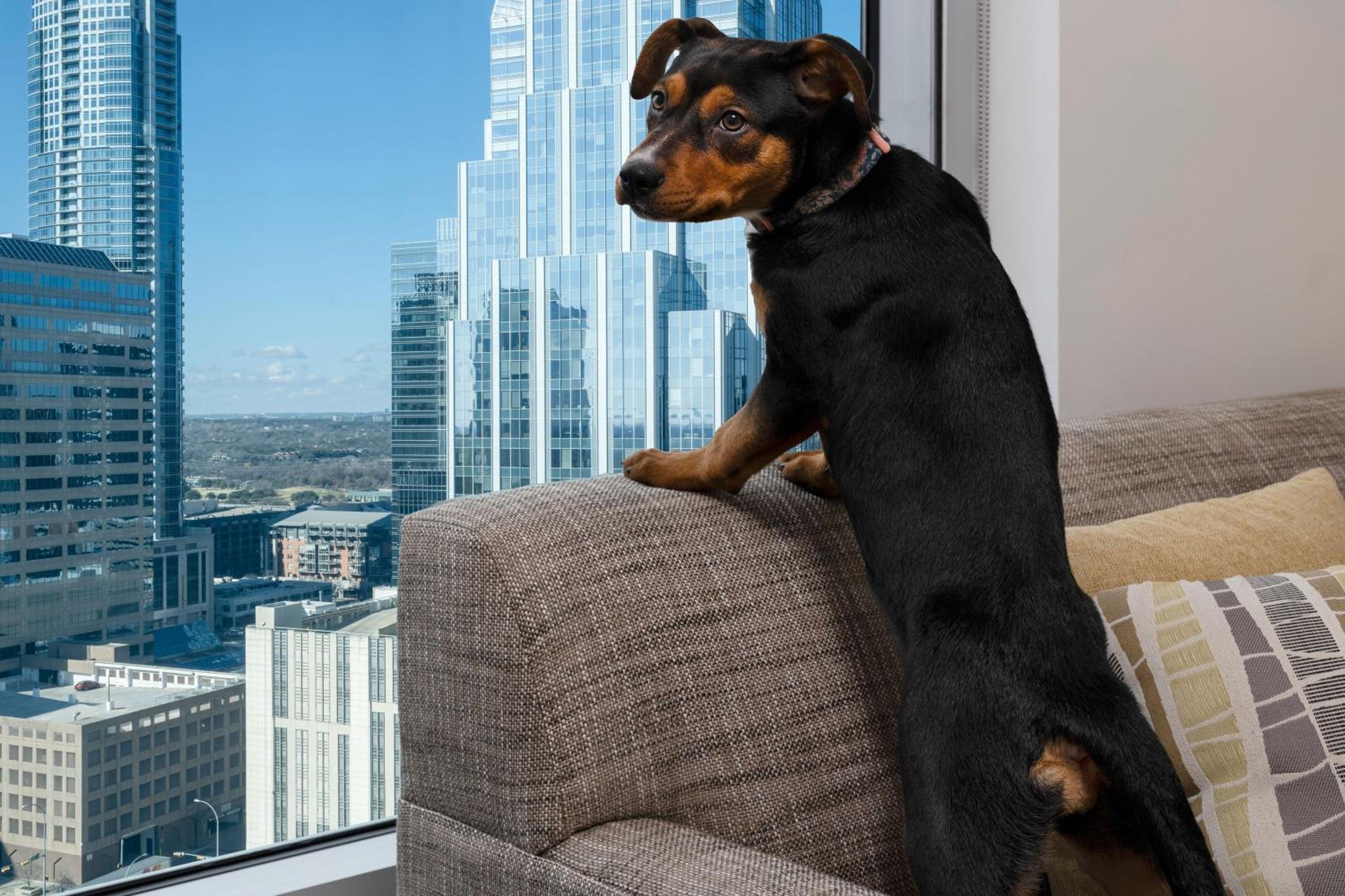 1 Bedroom Suite, 1 King, Sofa bed thumbnail 5