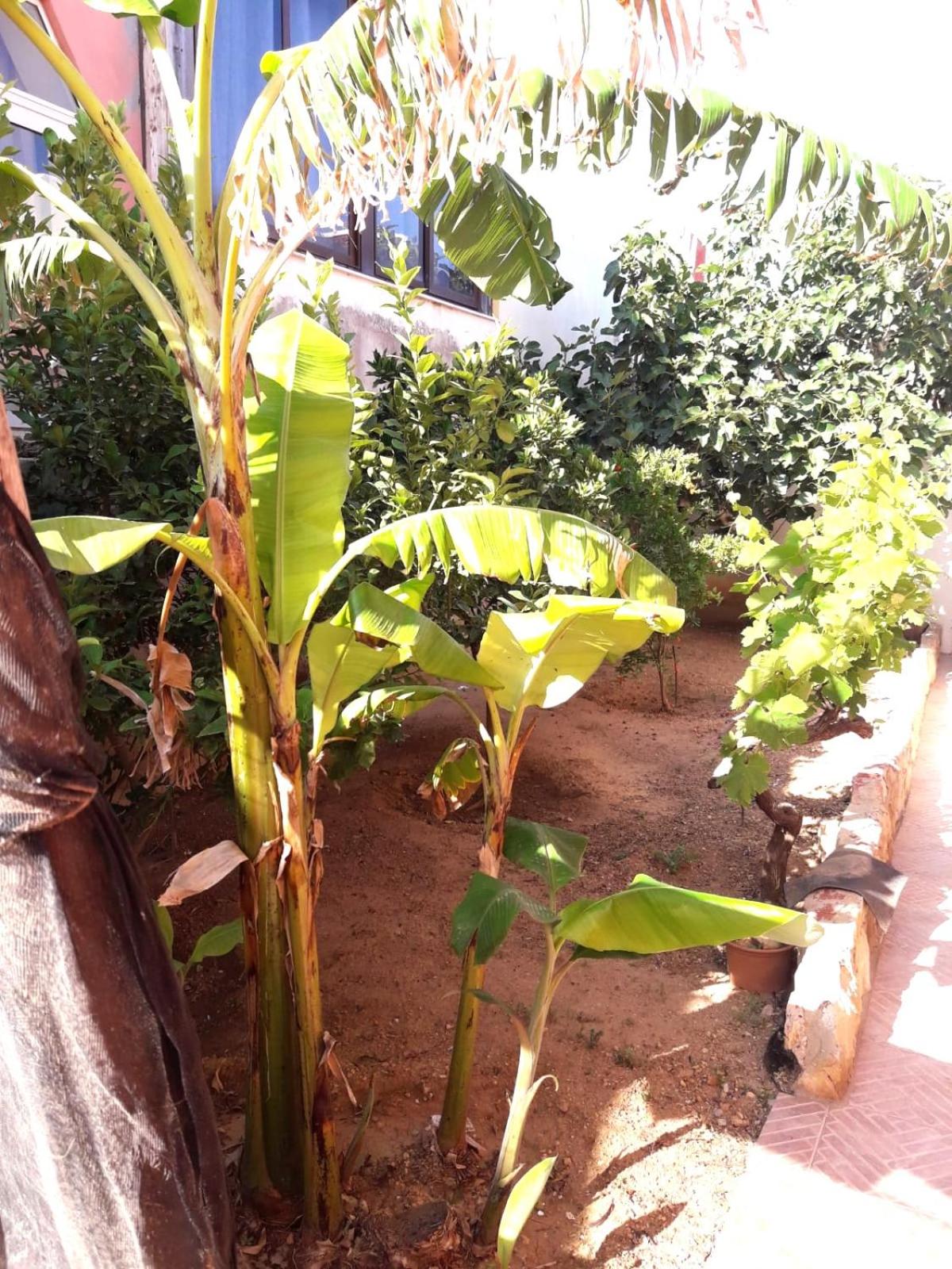 Apartment with Terrace photo 2
