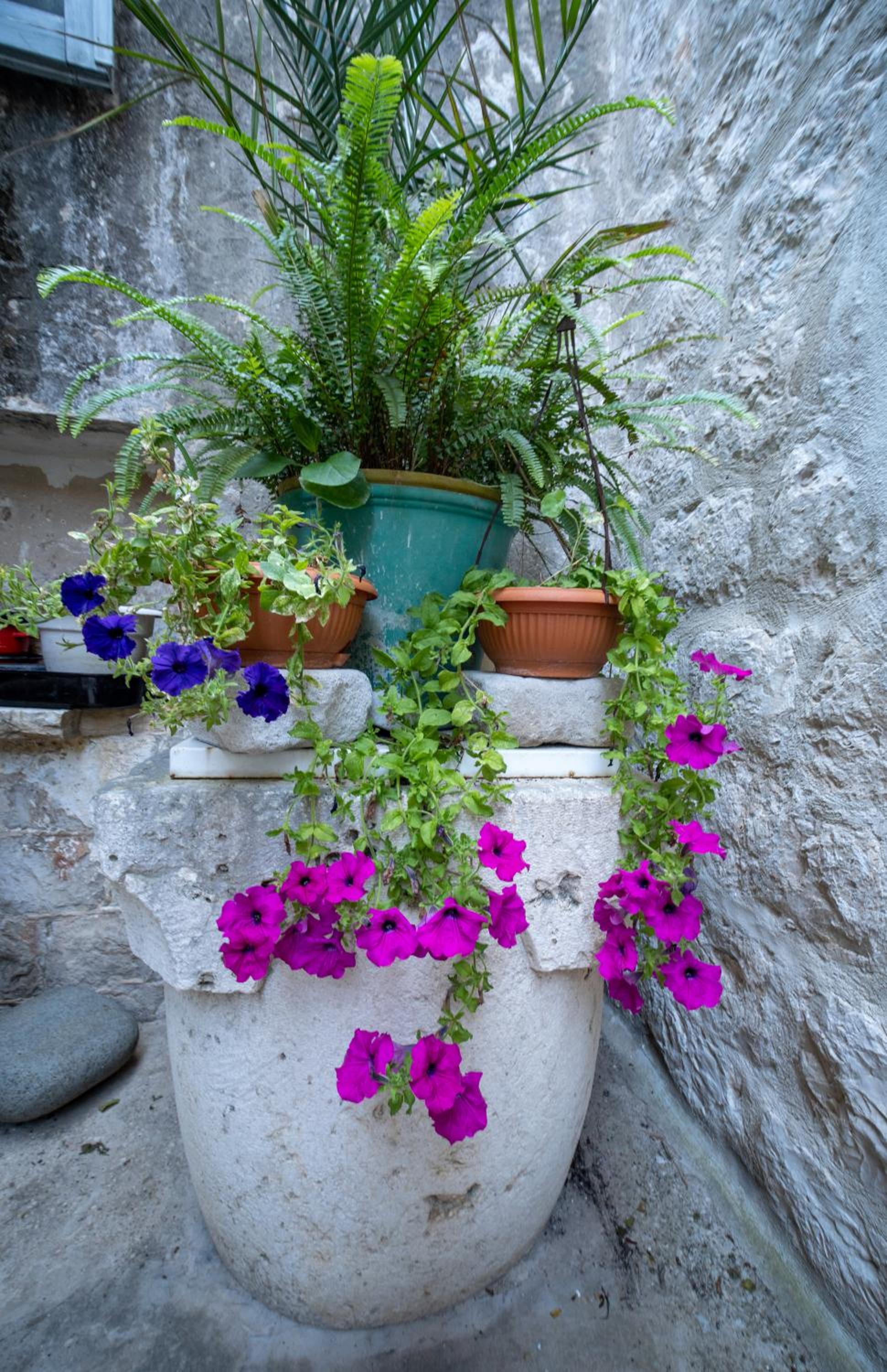 Studio with Terrace photo 3