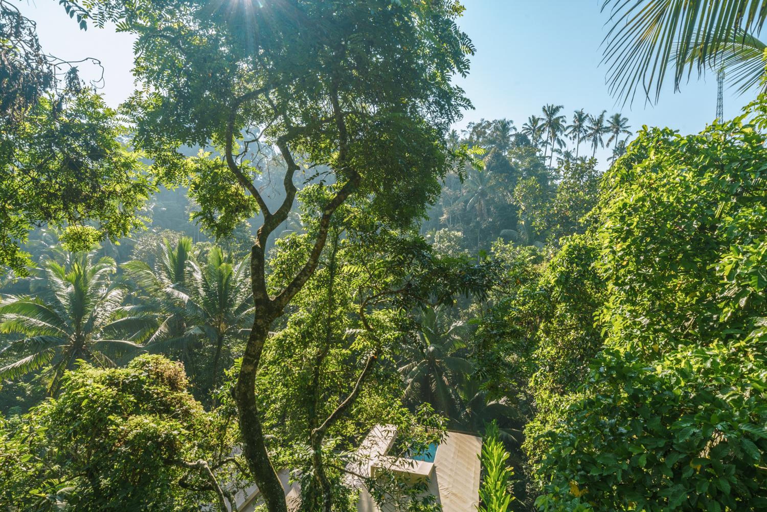 Jungle Infinity Pool Lodge - Adults Only - Photo 16