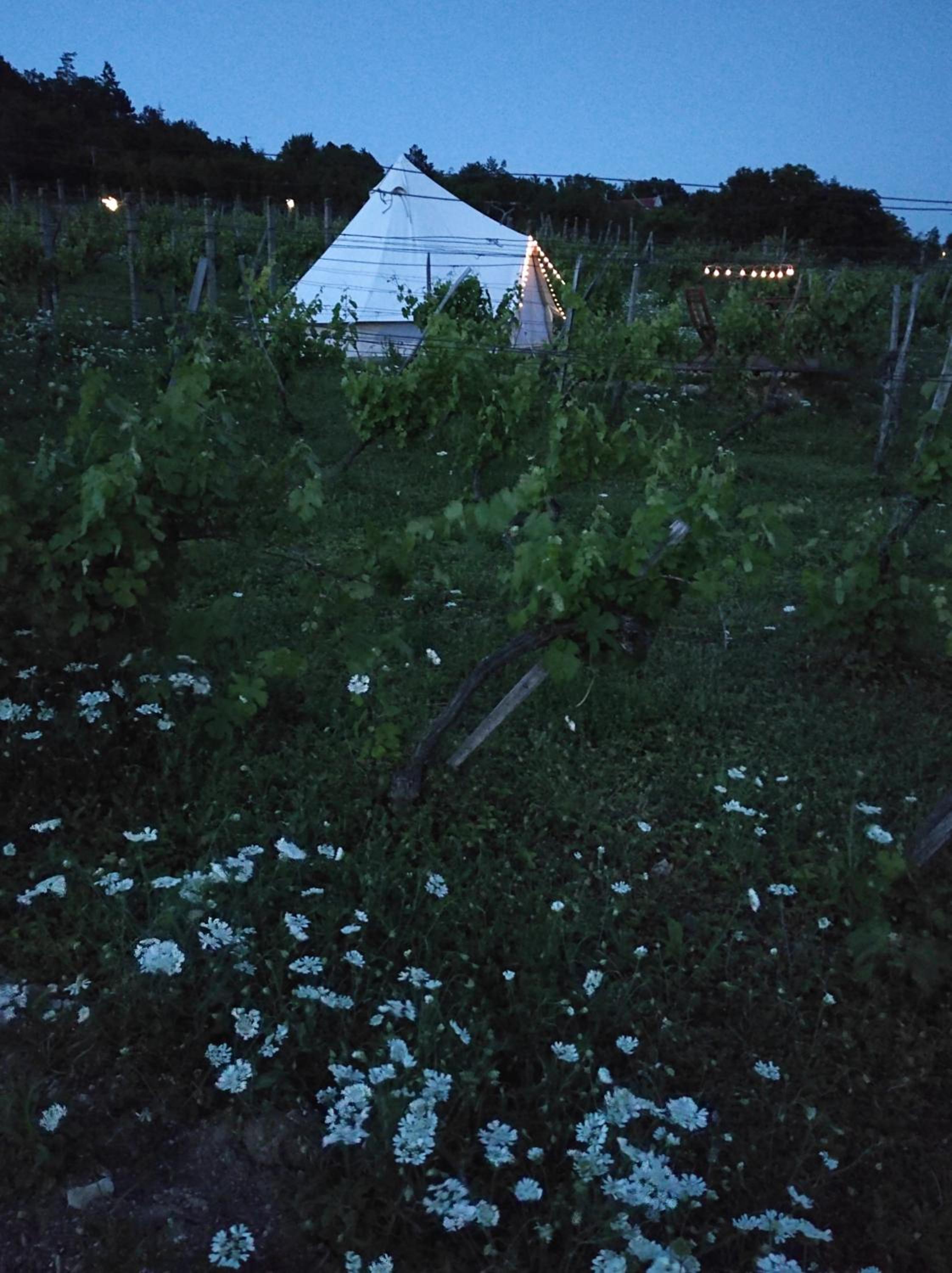 Tent photo 2