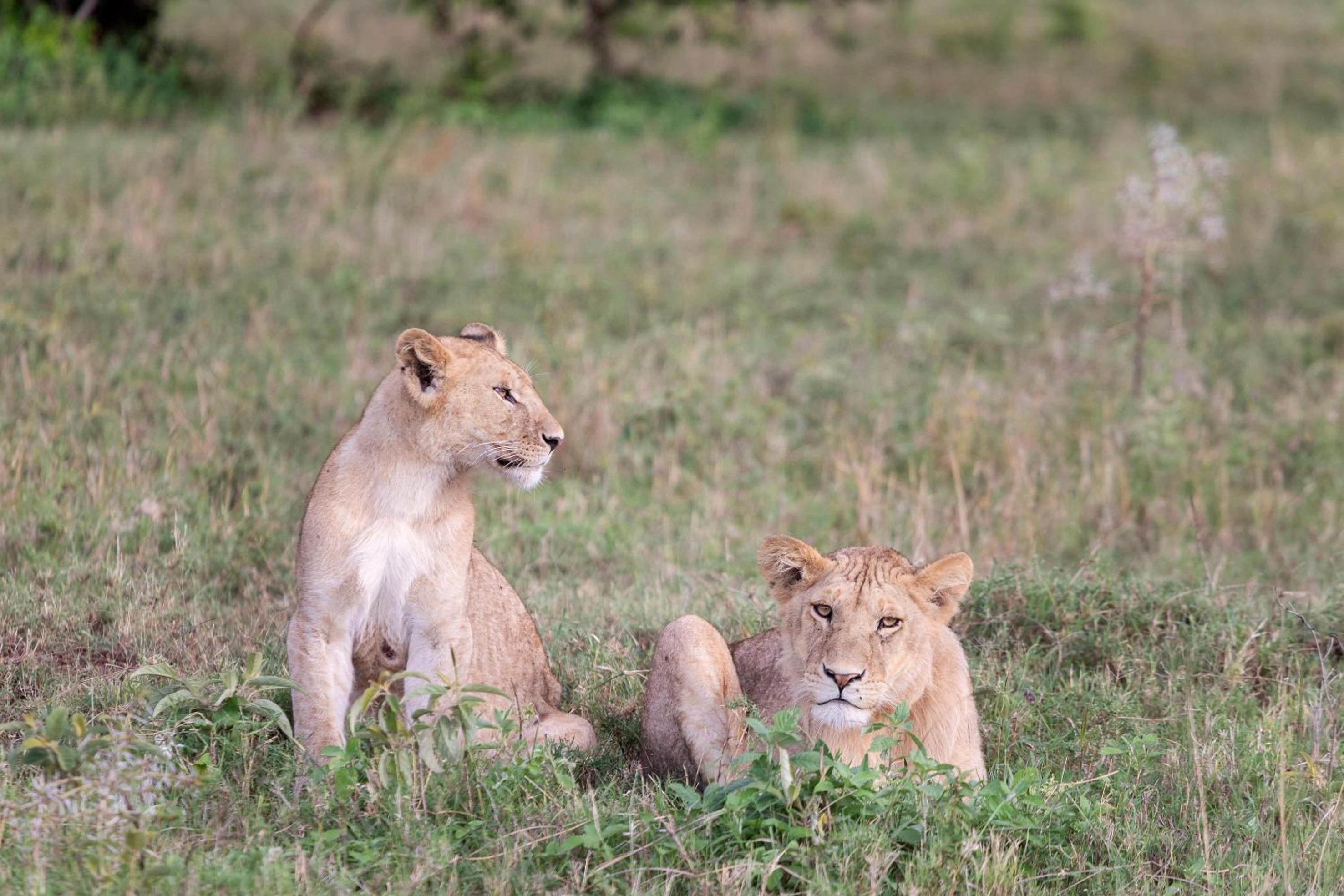 JUNIOR SUITE SAFARI EXPERIENCE photo 1