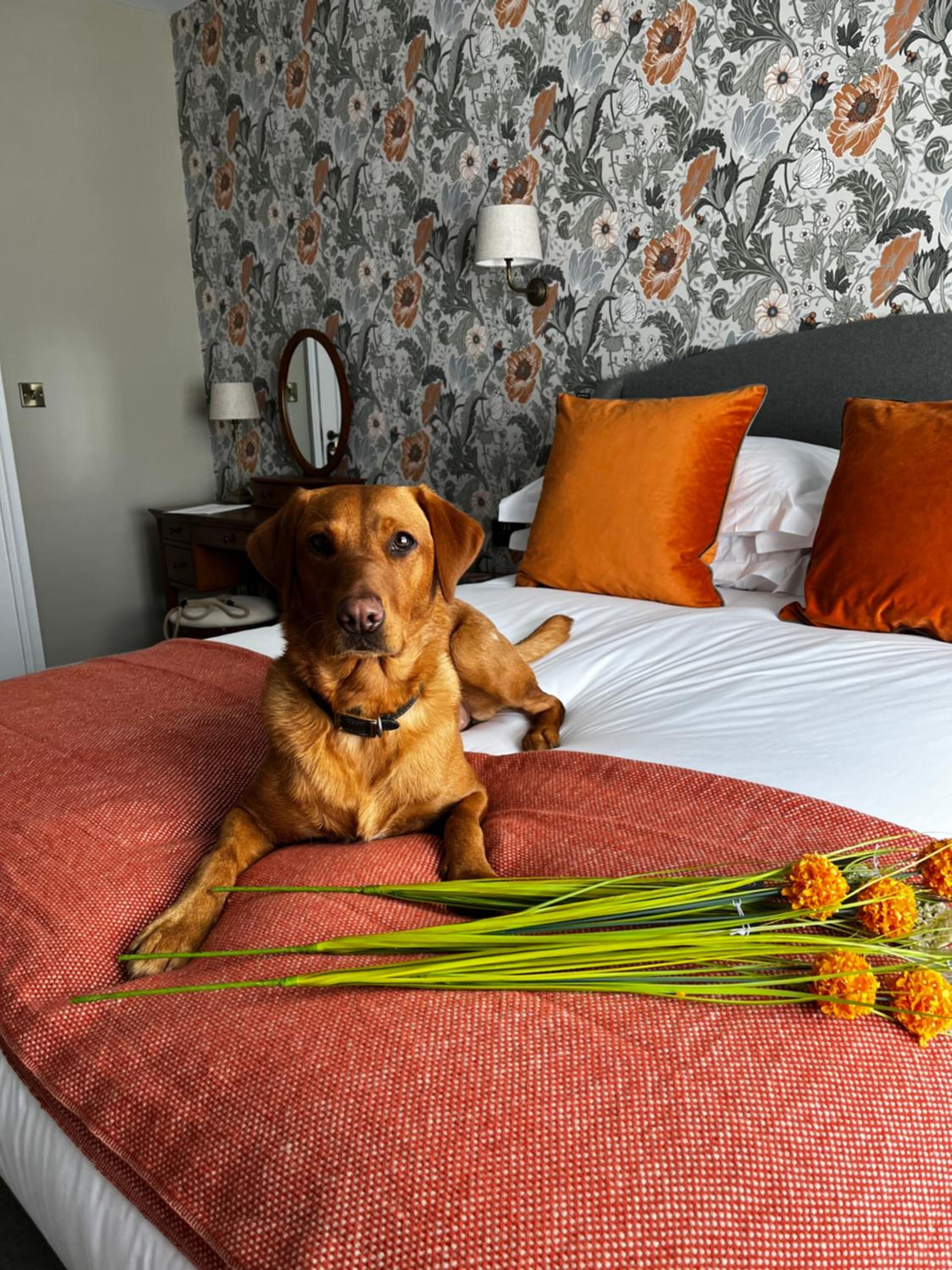 Deluxe King Room photo 1