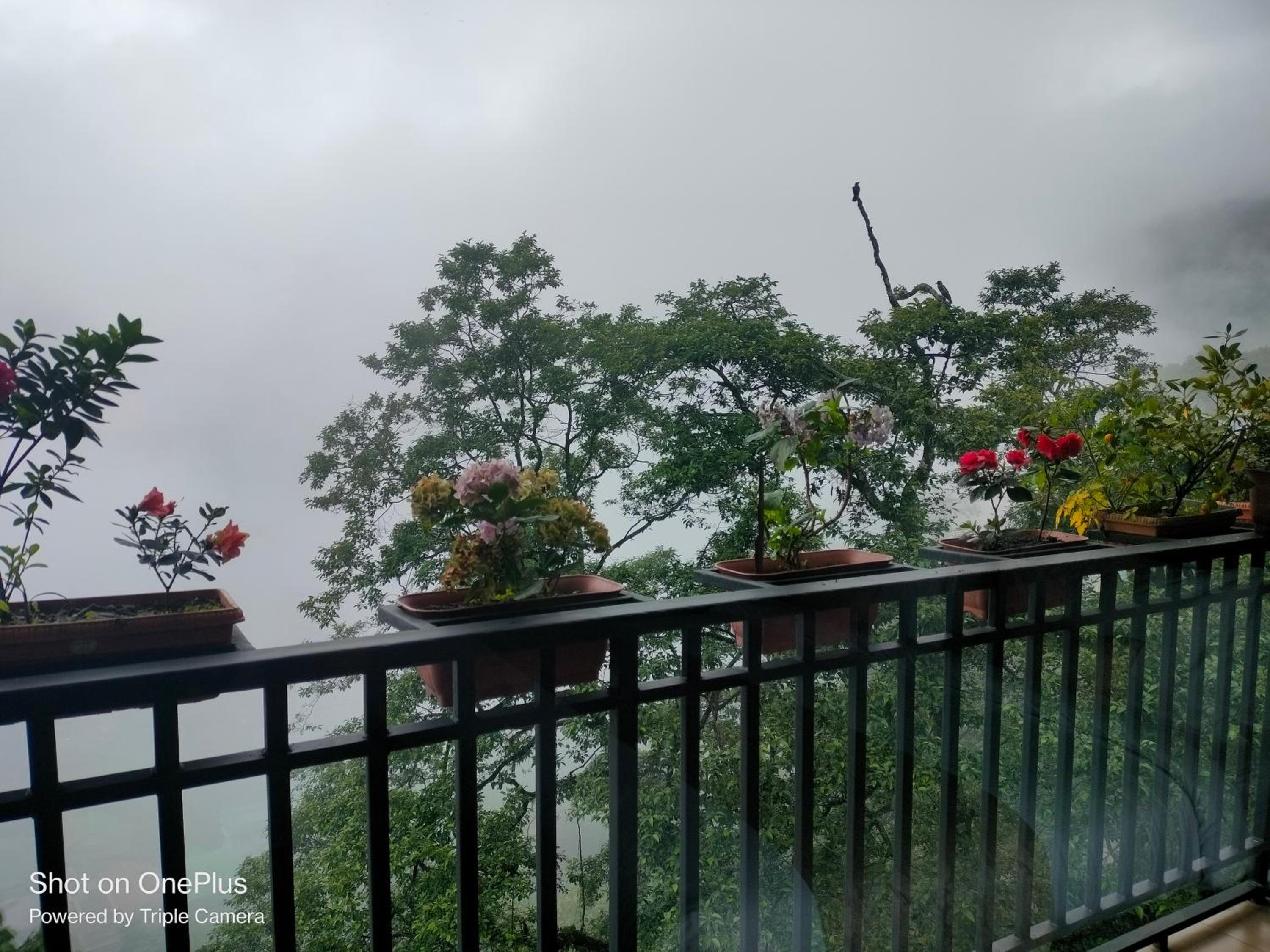 Tara Room with Balcony & Valley View - Photo 4