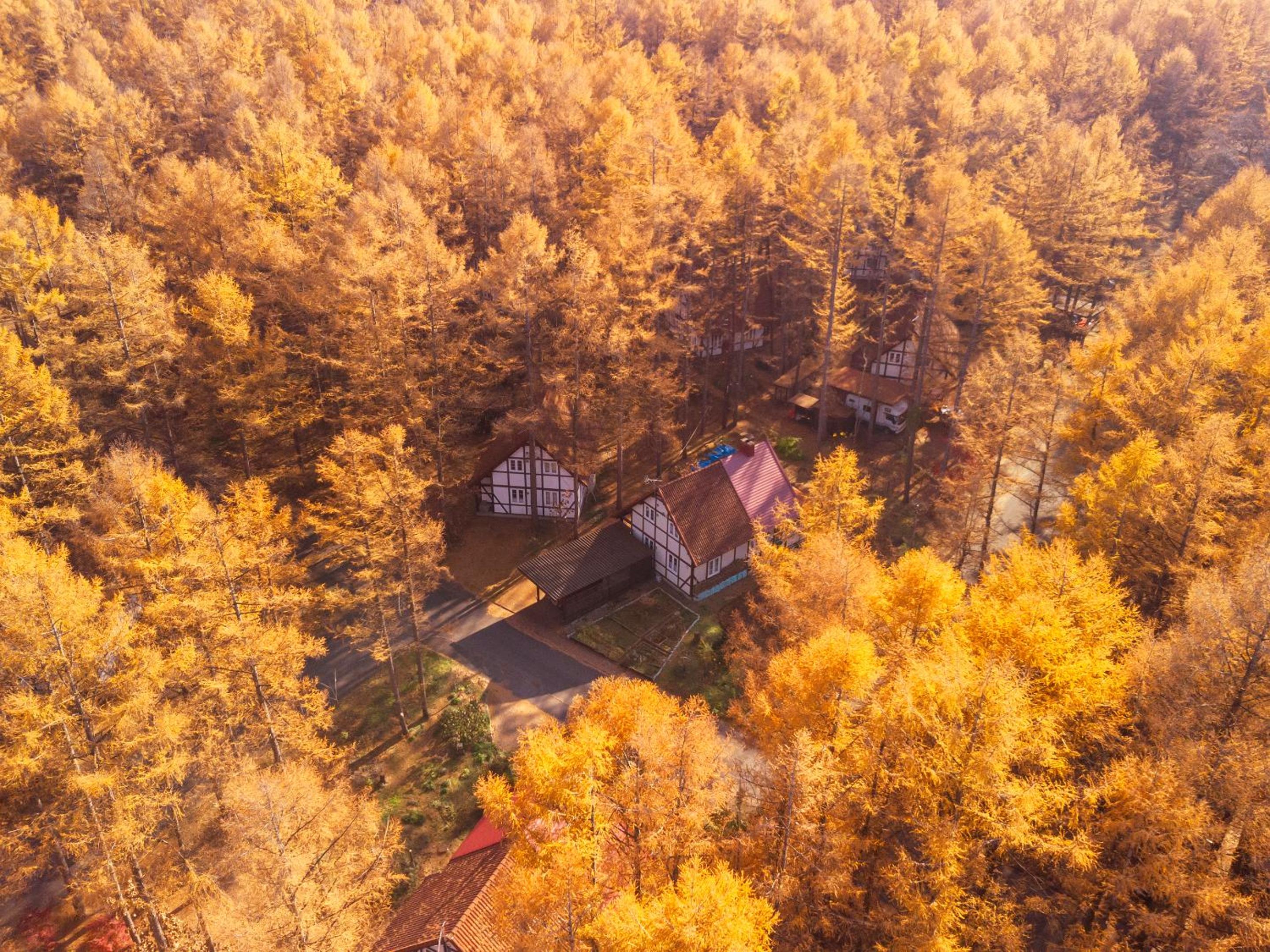 Family Bungalow photo 2