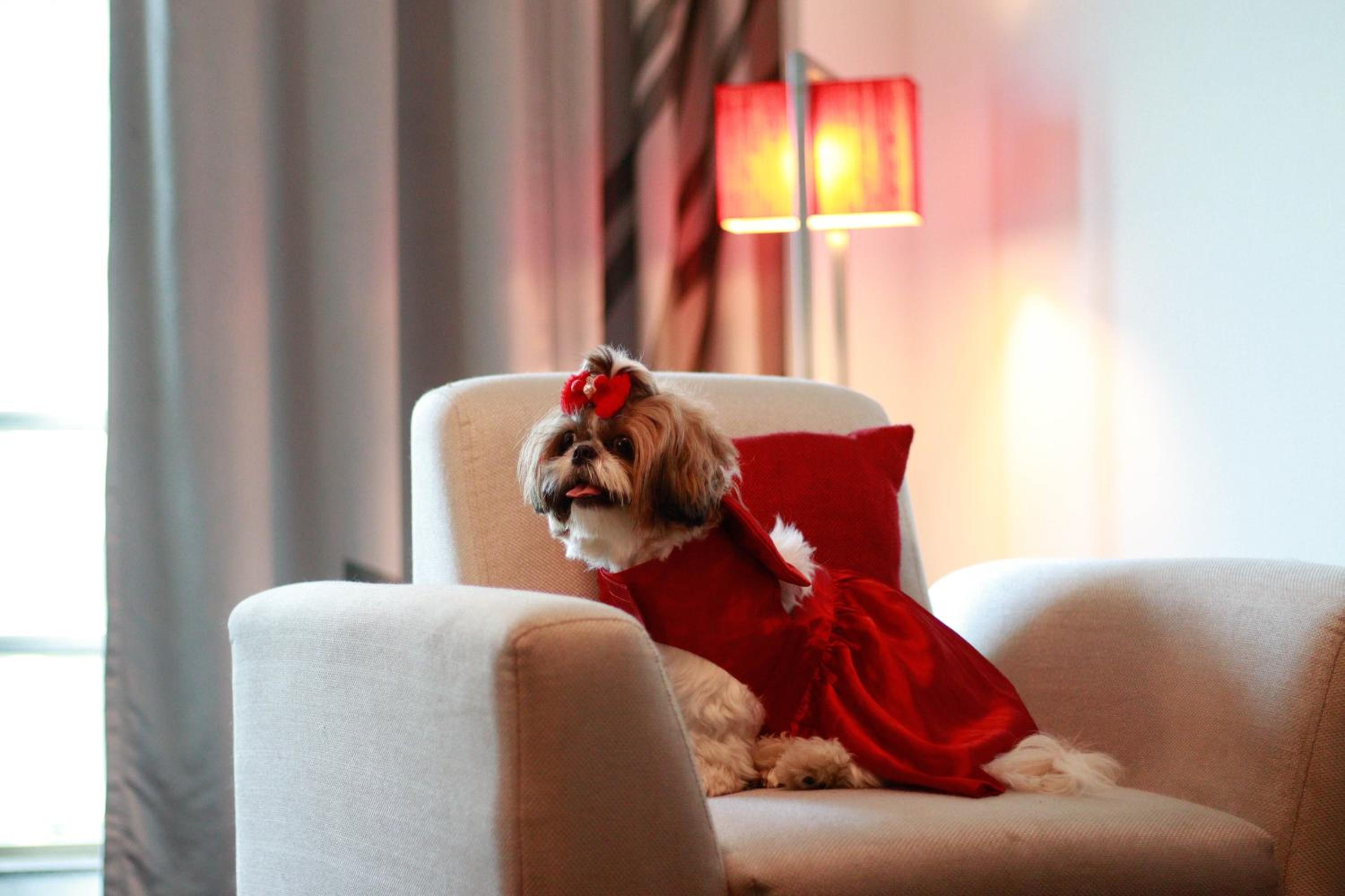 Pet Friendly Studio Suite with Living-cum-bedroom, Kitchenette and Premier Lounge access - 20% Discount on Food & Beverage and Laundry