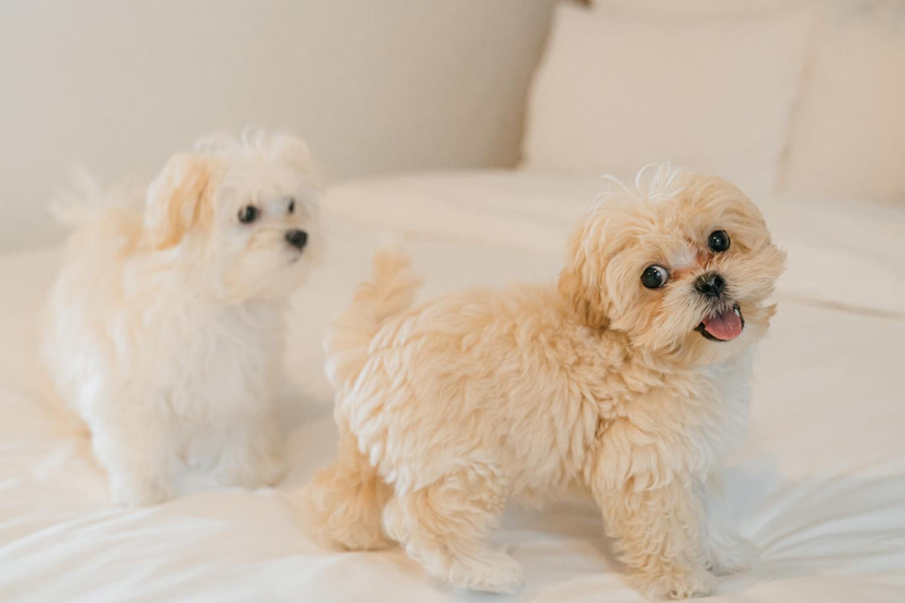Pet Deluxe Twin Room - Photo 4