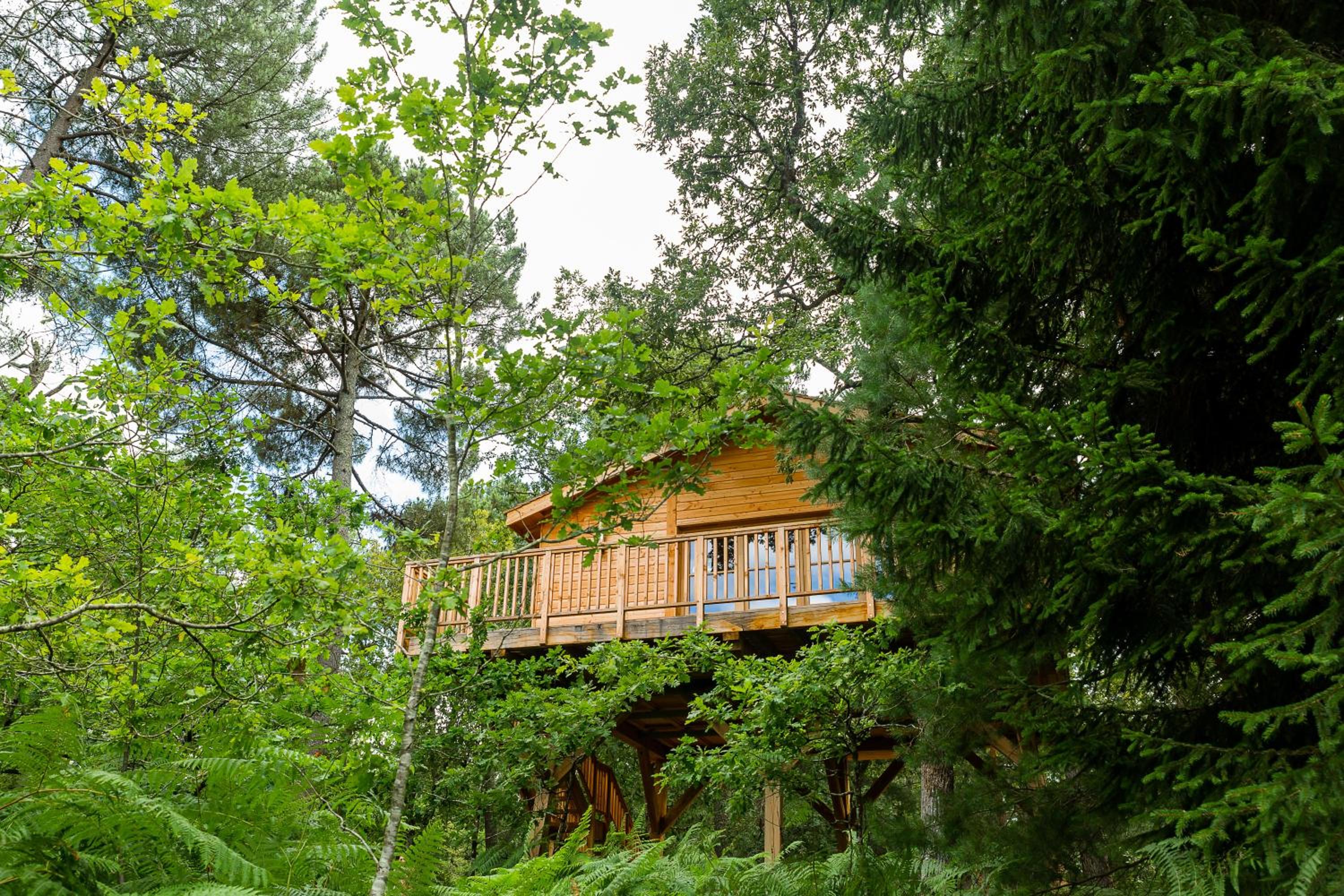 Tree House - Photo 2