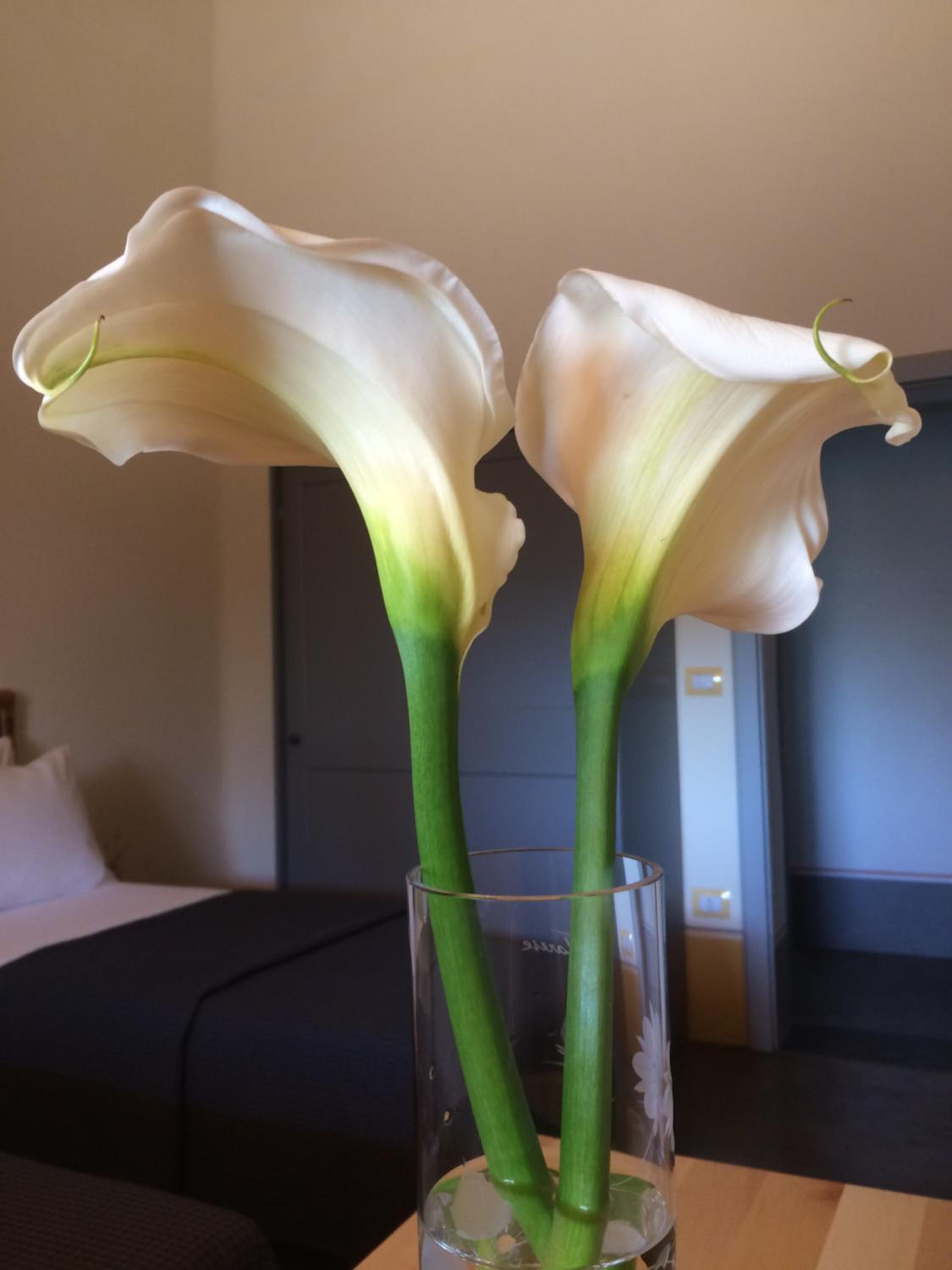 Double or Twin Room photo 3