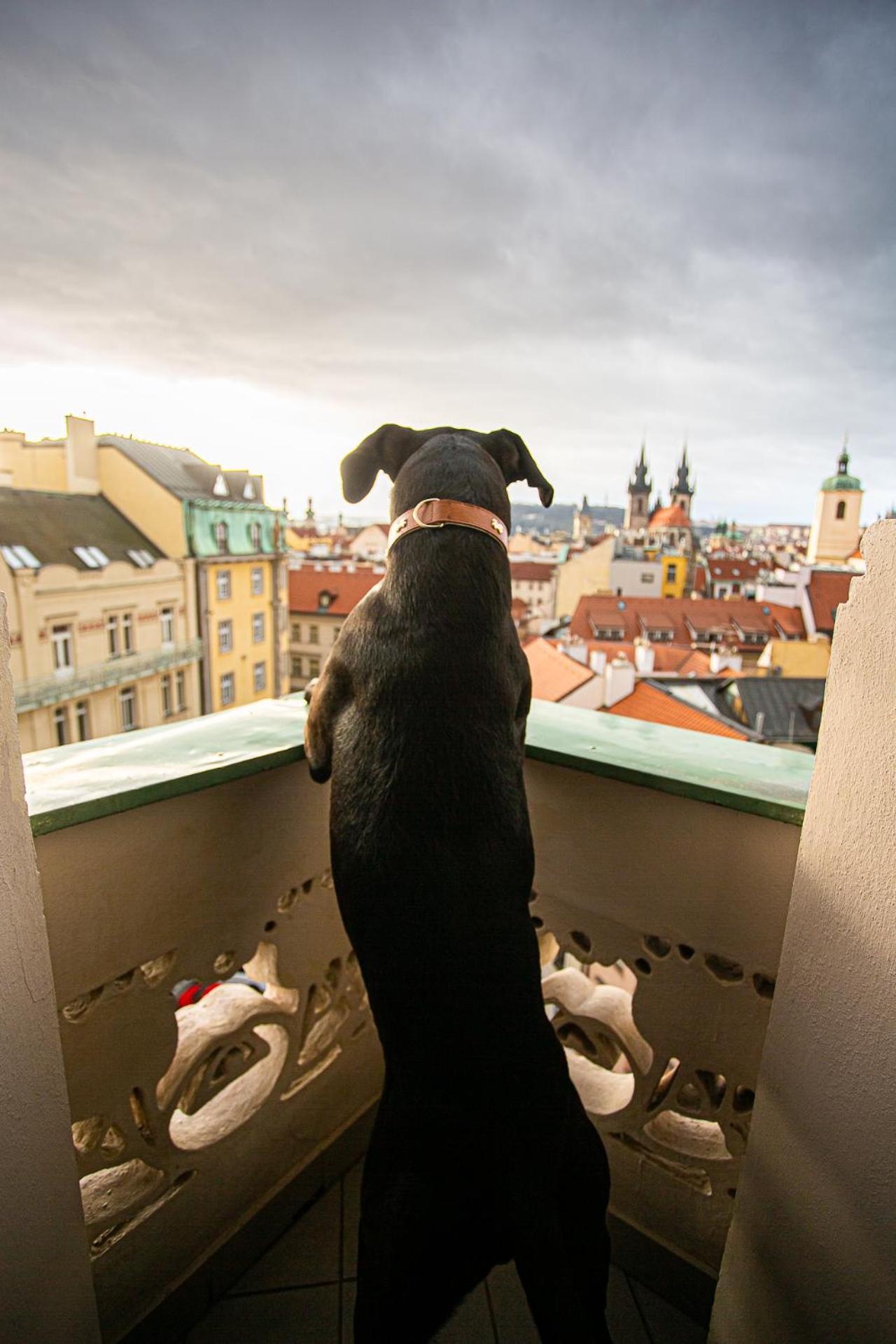 Suite with City View