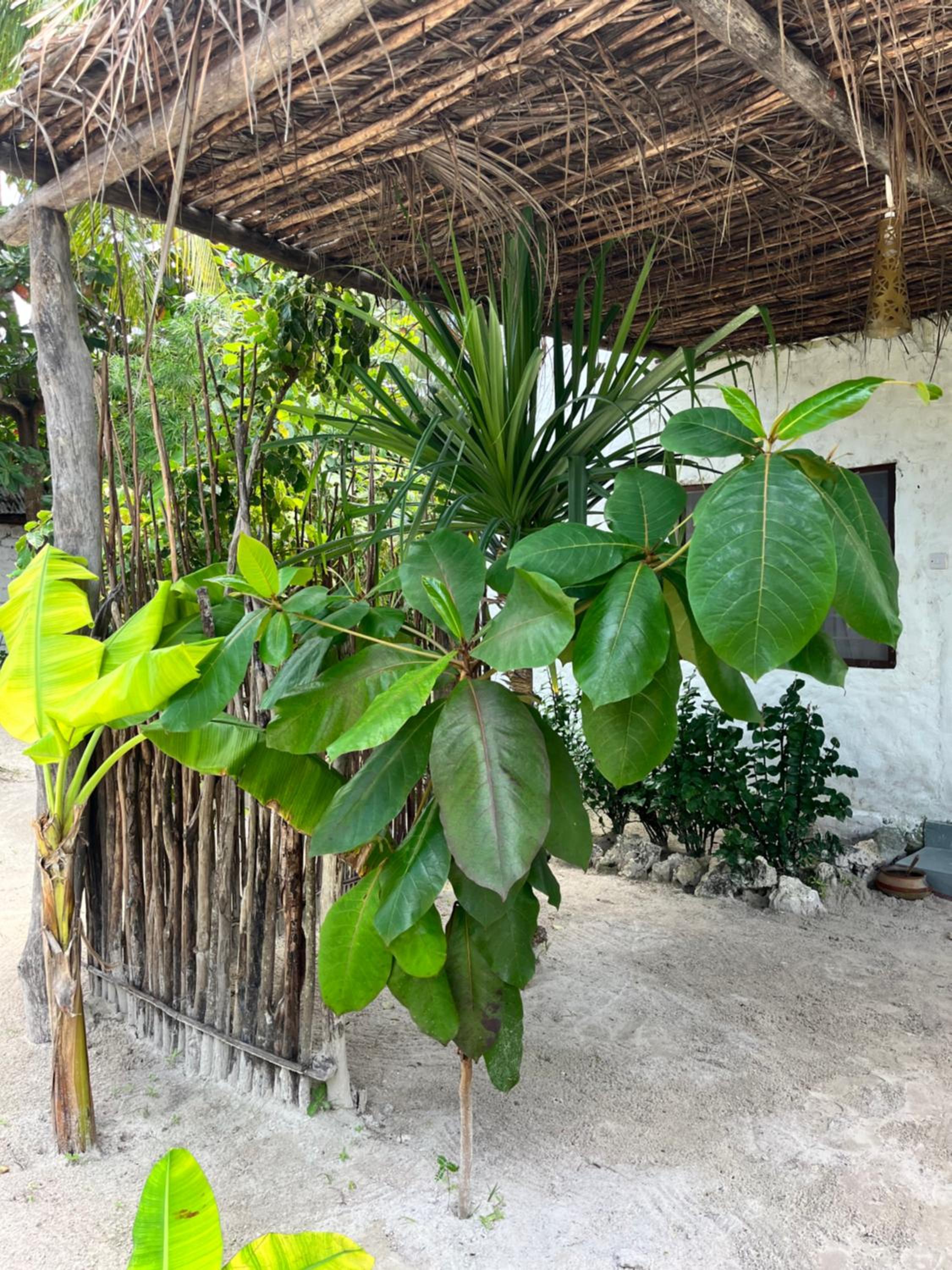 Family Bungalow - Photo 8