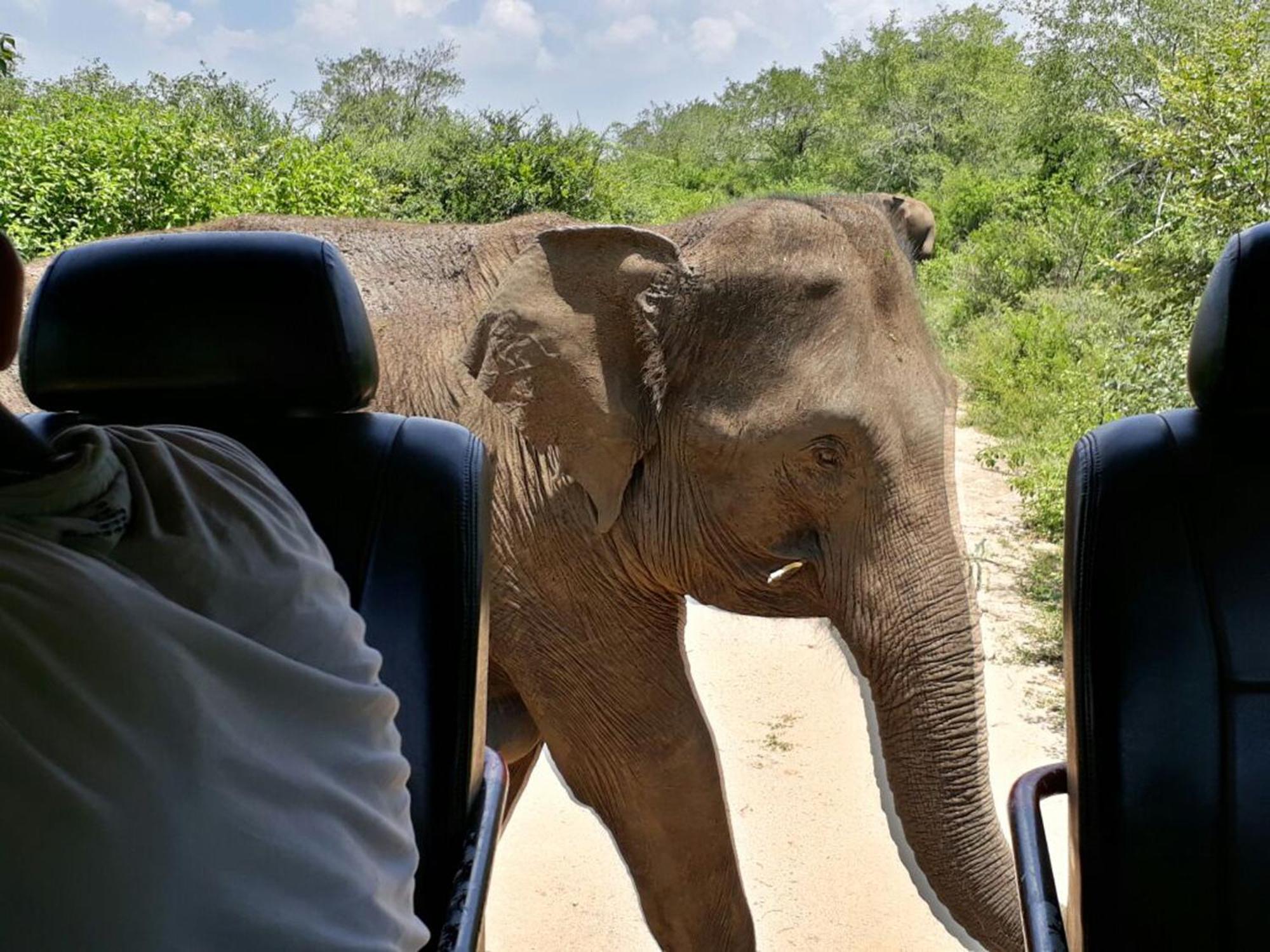Glamping bordering Udawalawe with a Guided Safari photo 3