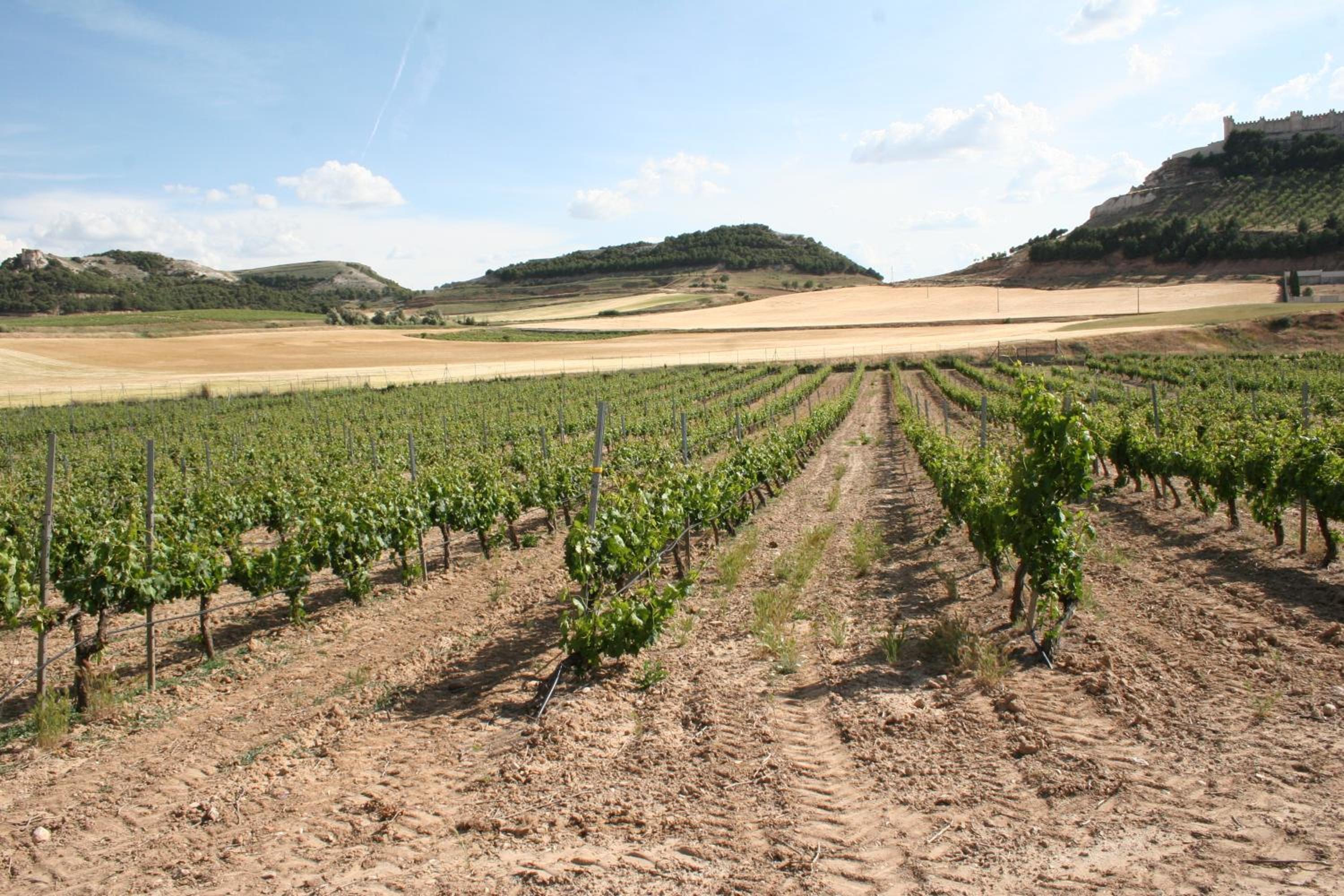 CASA BODEGAS MARCOS - Photo 3