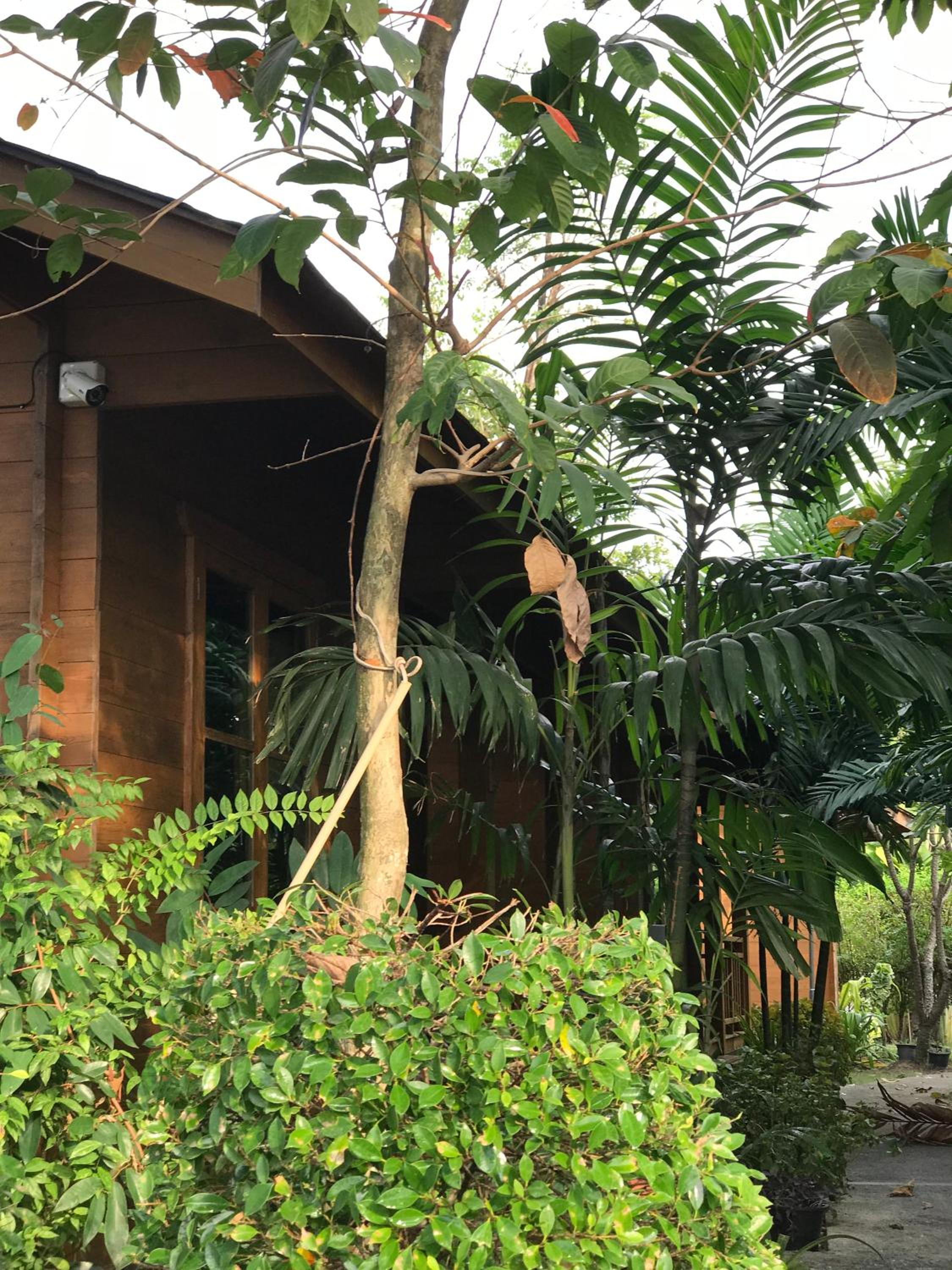 Bungalow with Garden View photo 3