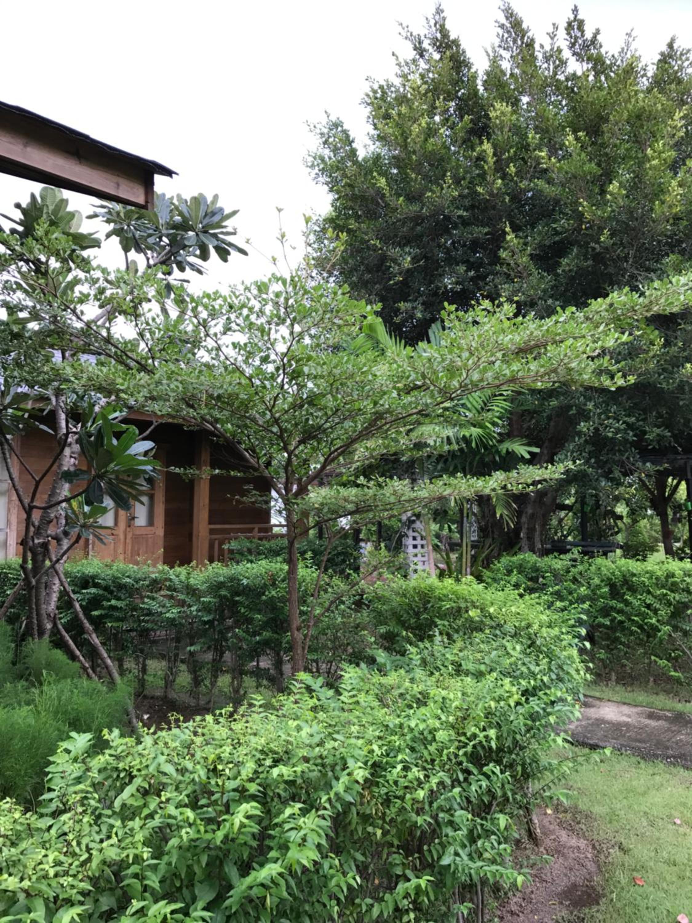 Twin Room With Garden View photo 2