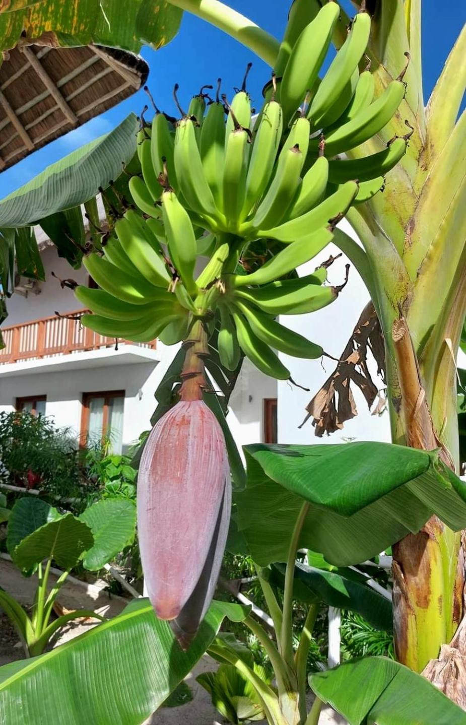 Quadruple Room with Garden View photo 1