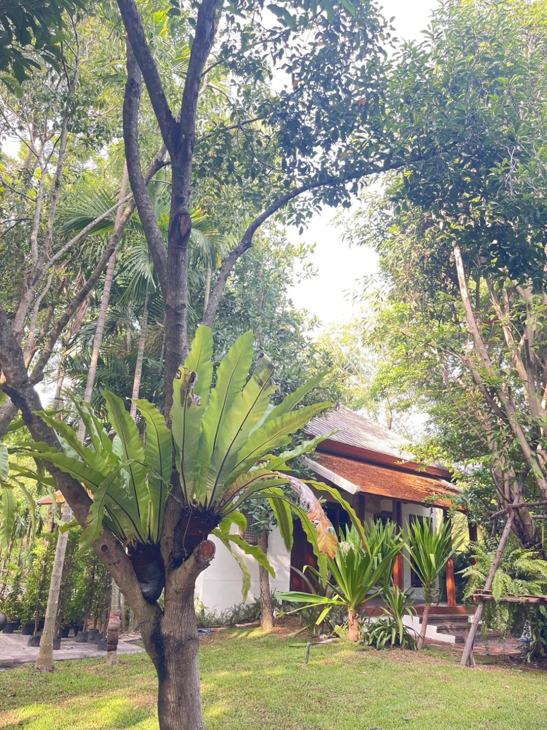 Triple Room with Garden View photo 3