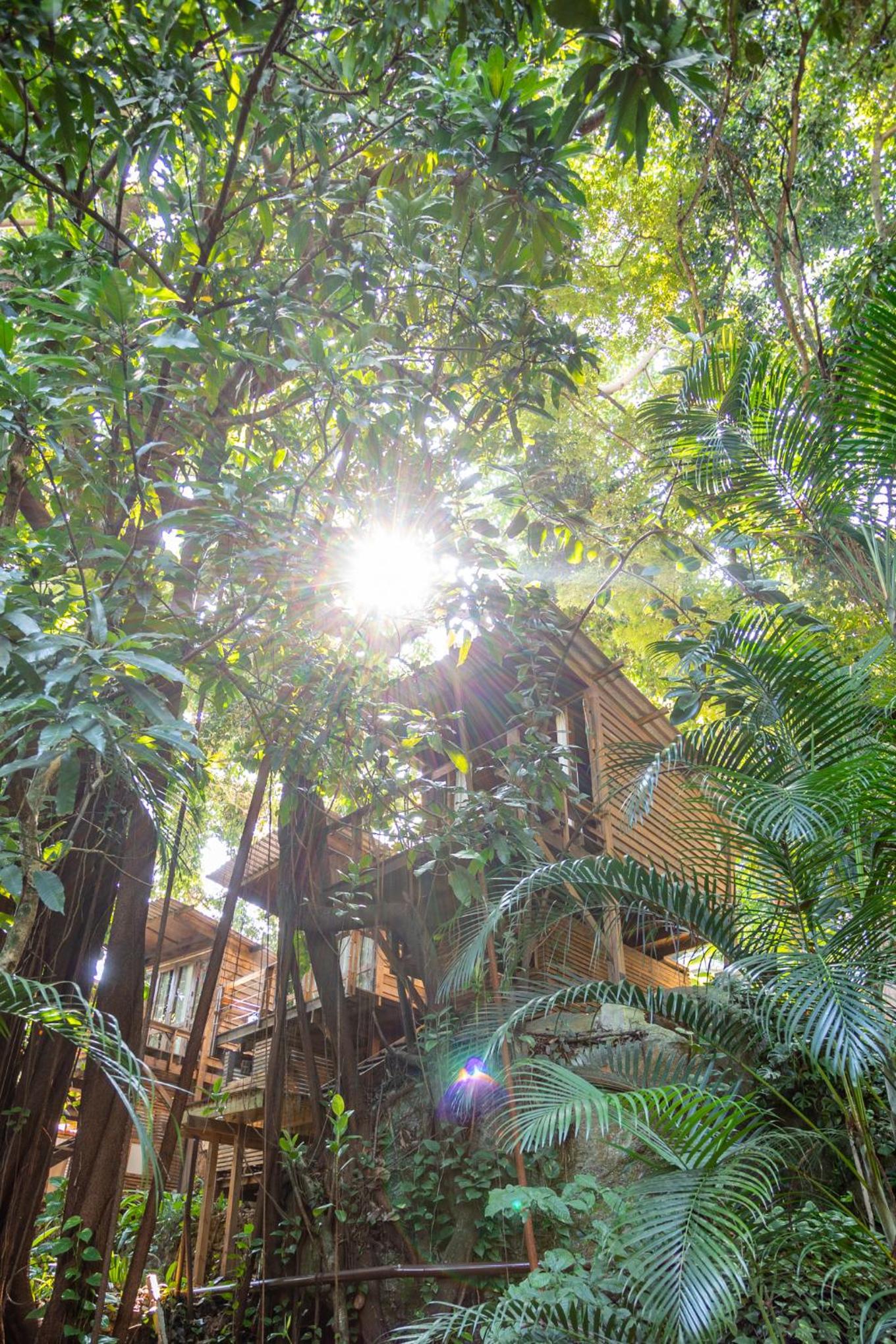 Tree House photo 2