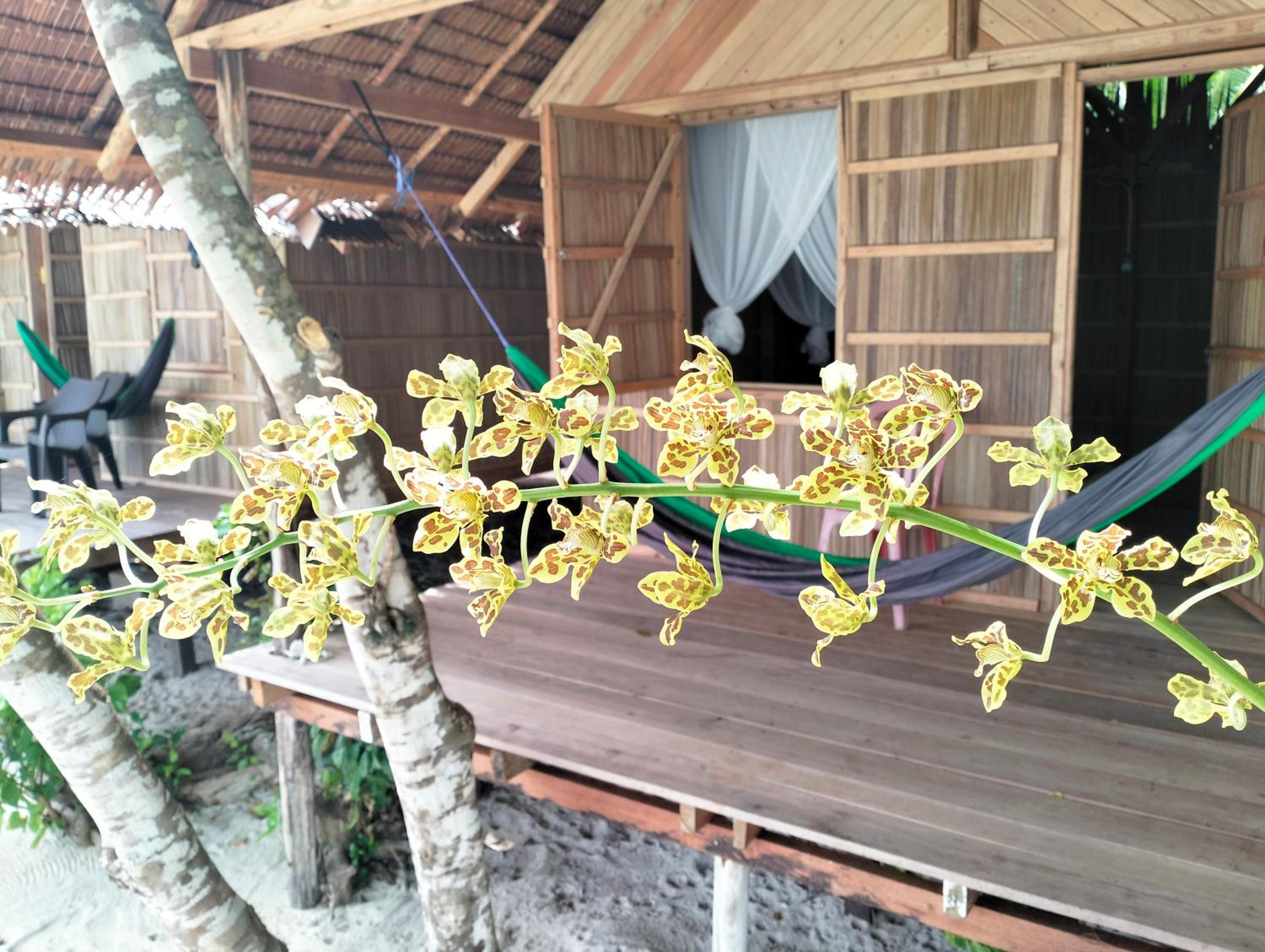 Deluxe Bungalow with Sea View photo 3