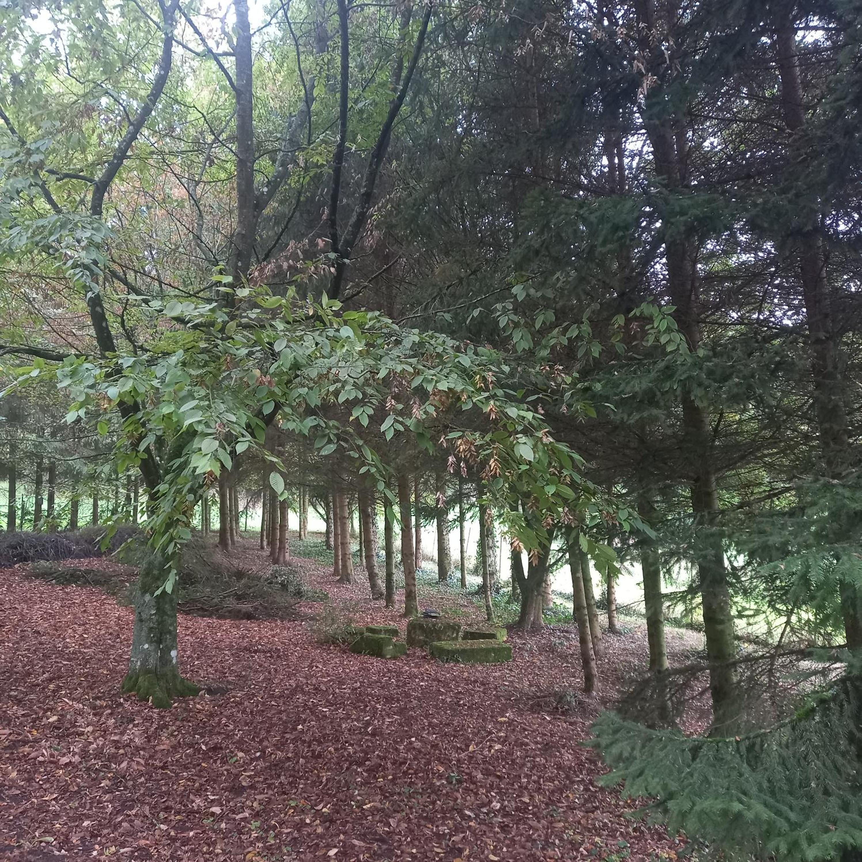Double Room with Garden View photo 3
