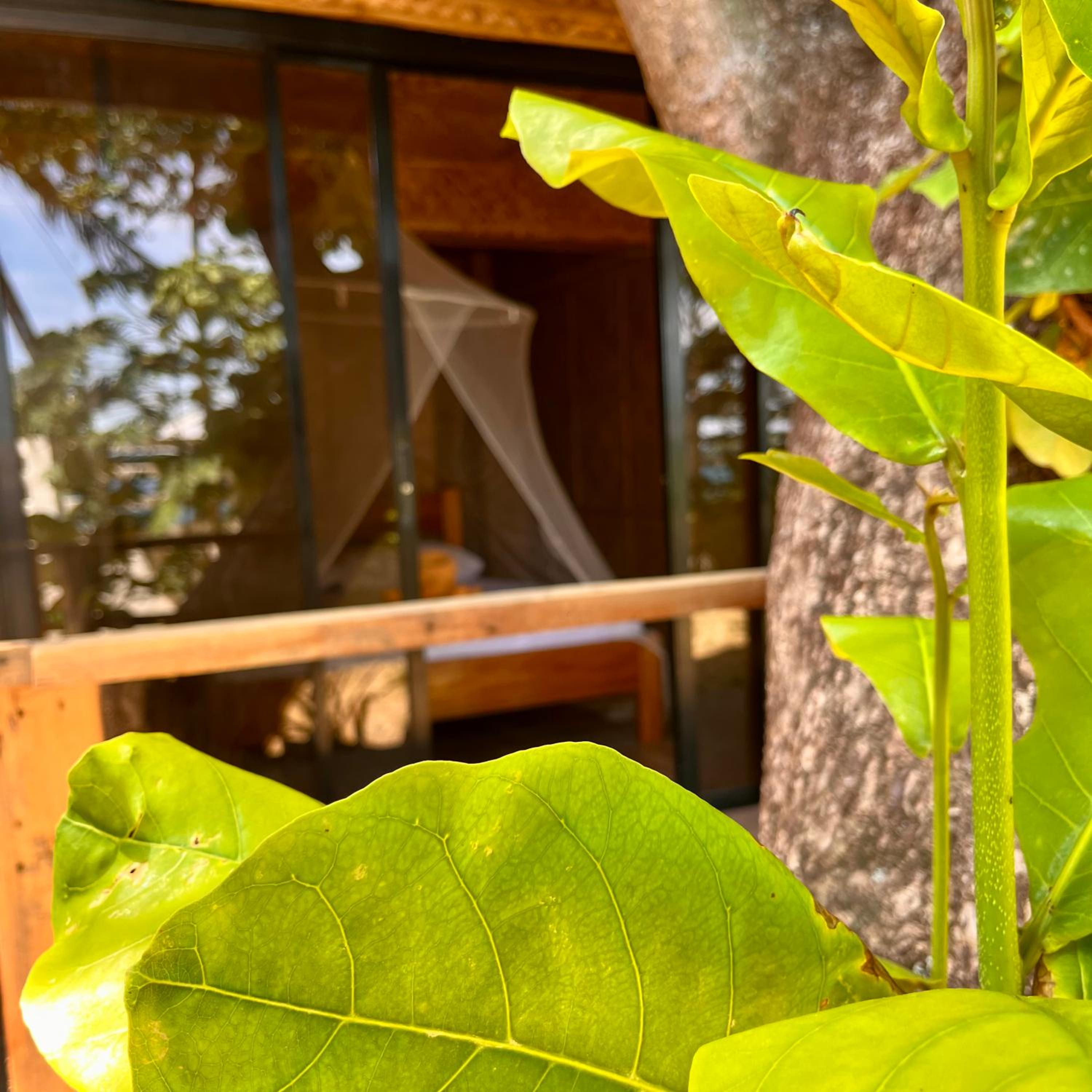 Bungalow with Sea View photo 2