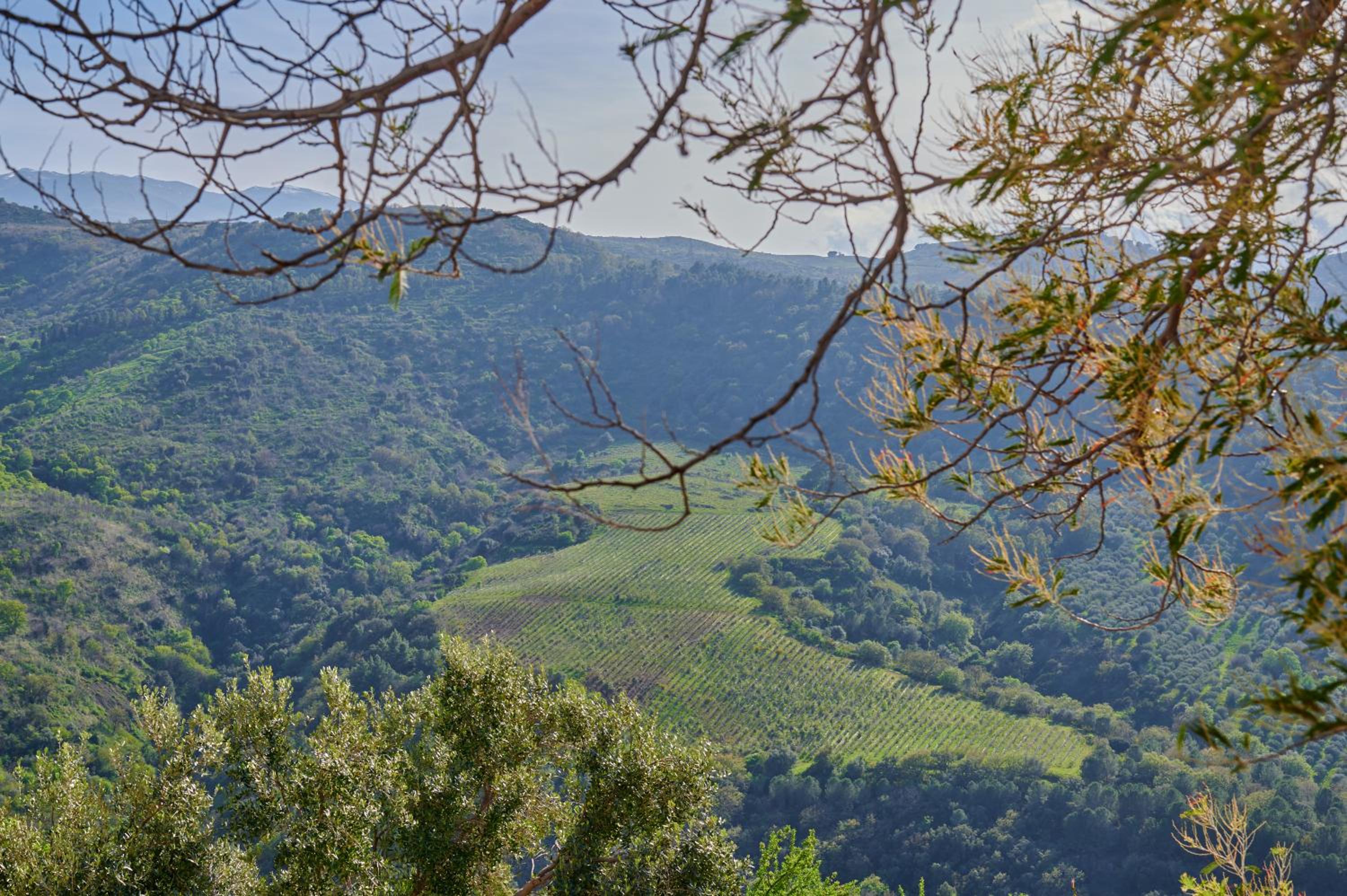 Suite with Mountain View photo 2