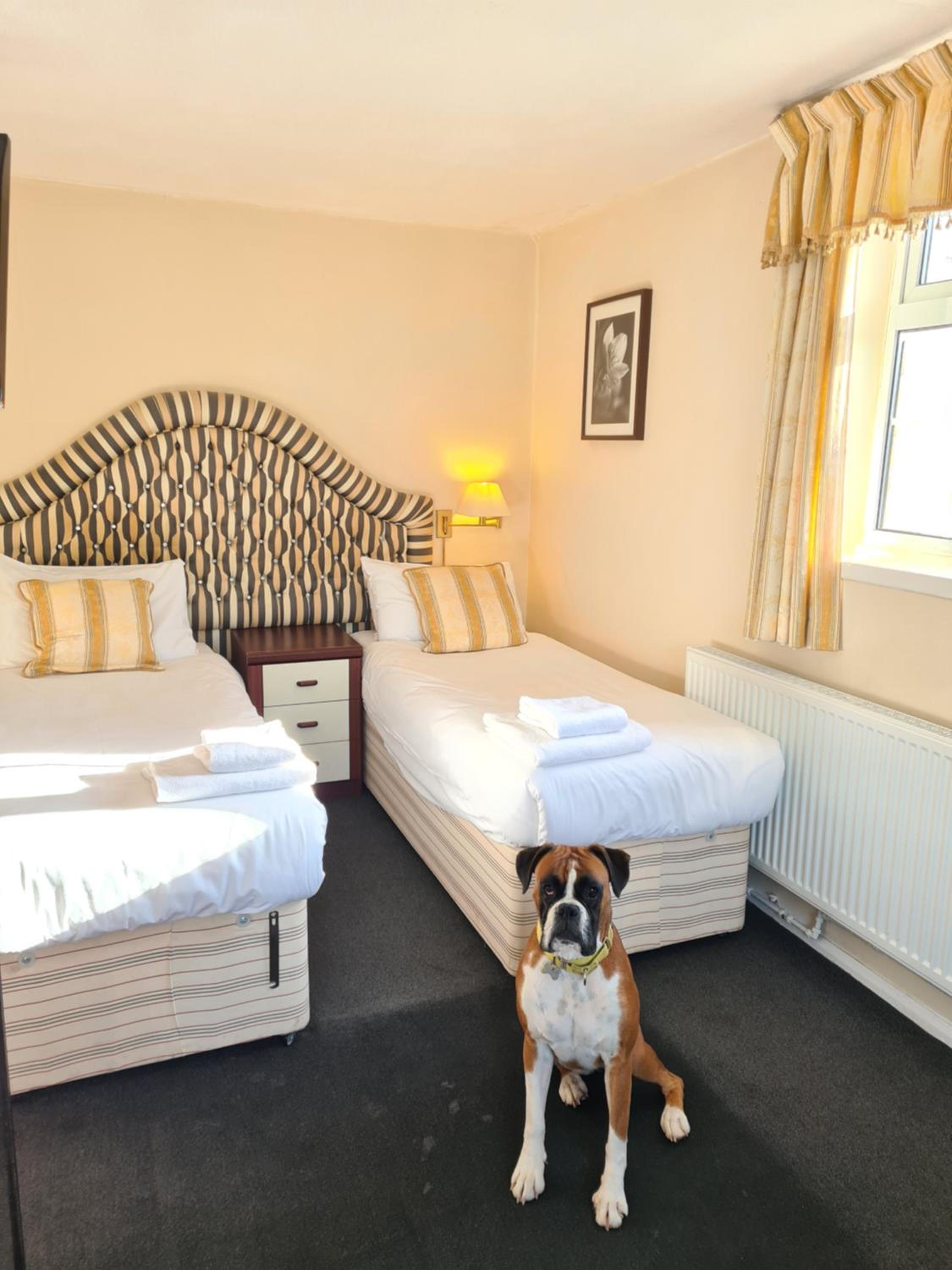 Twin Room photo 2
