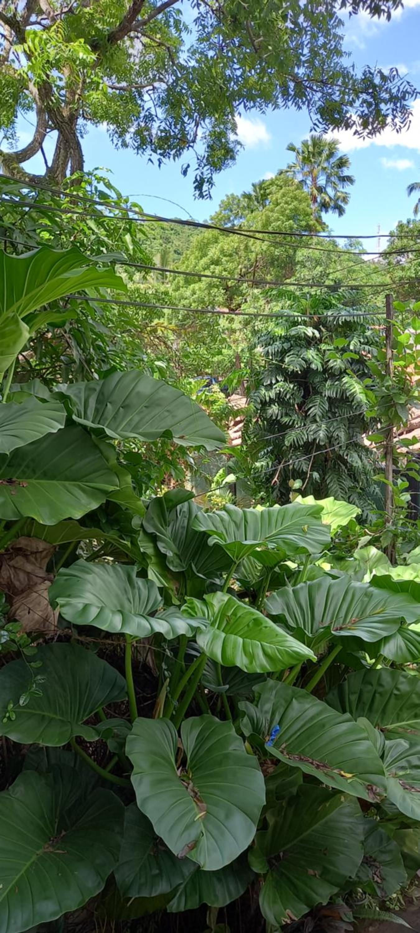 Double Room with Garden View photo 2