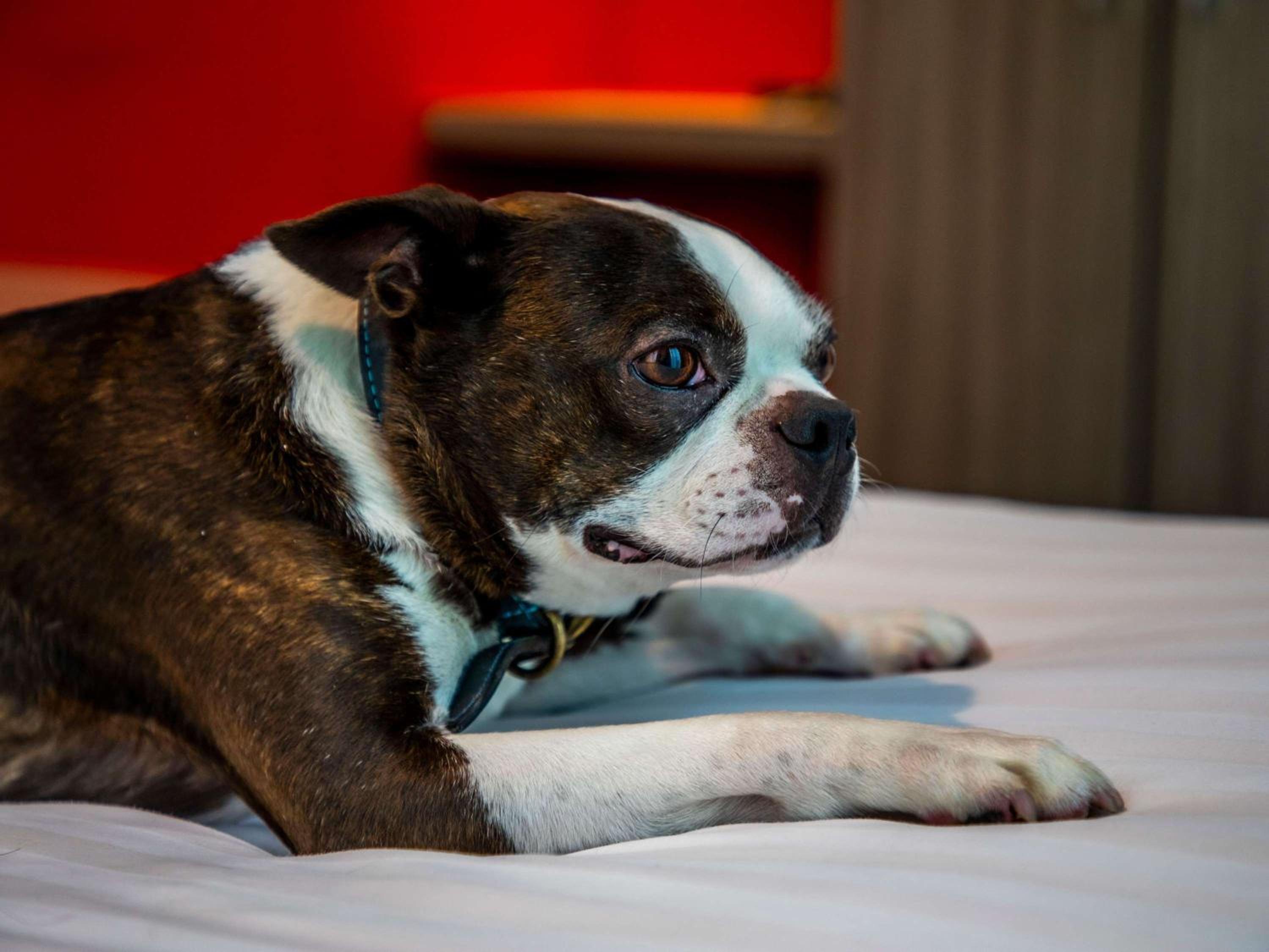 ibis Styles Glasgow Central, 写真 8