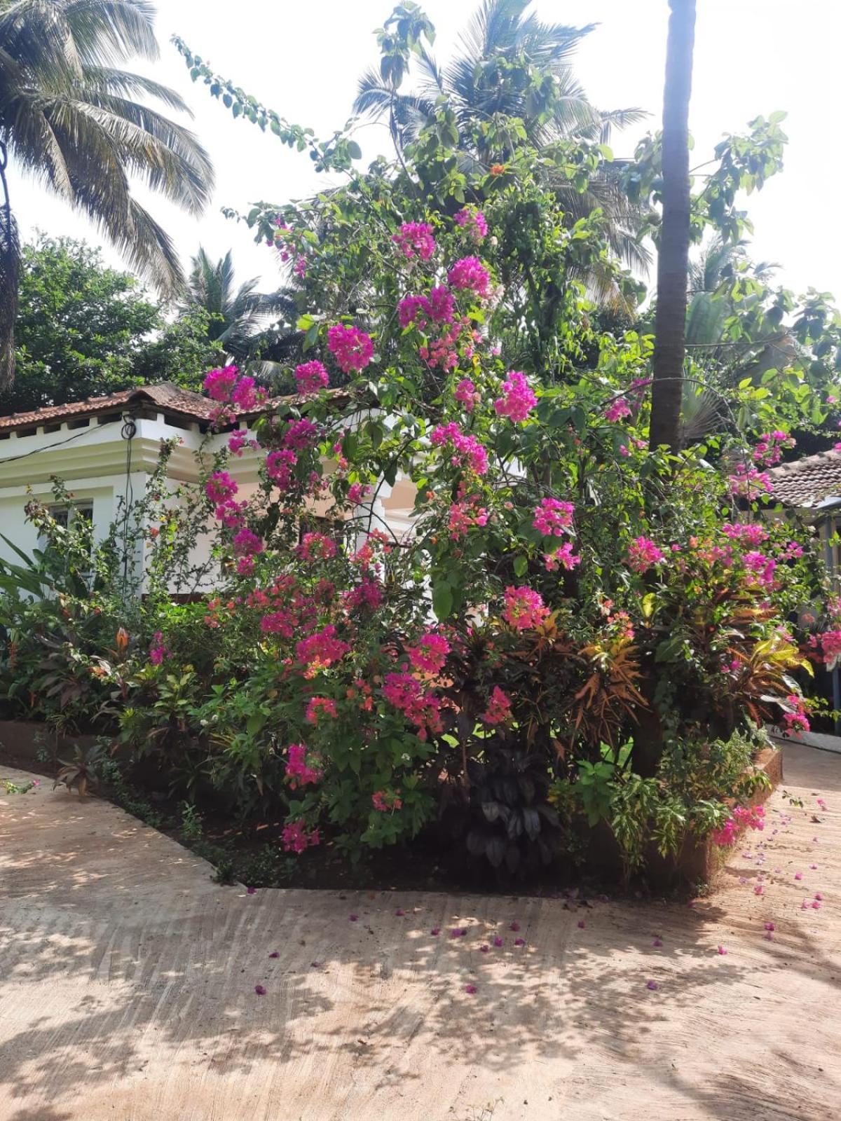 One-Bedroom Villa photo 3