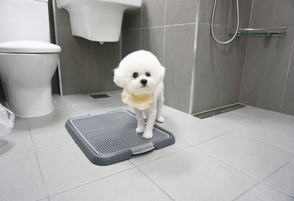 Twin Room - Pet Friendly - Photo 4