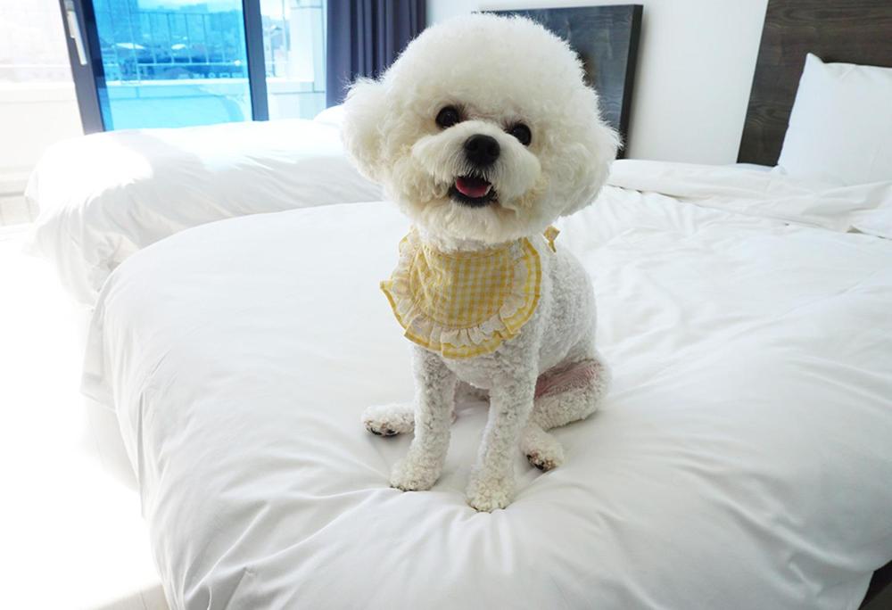 Twin Room - Pet Friendly - Photo 6