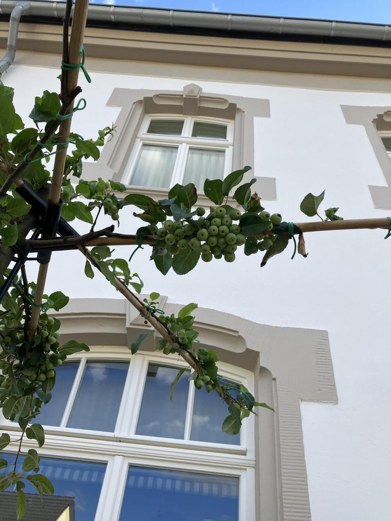 Apartment with Terrace photo 2