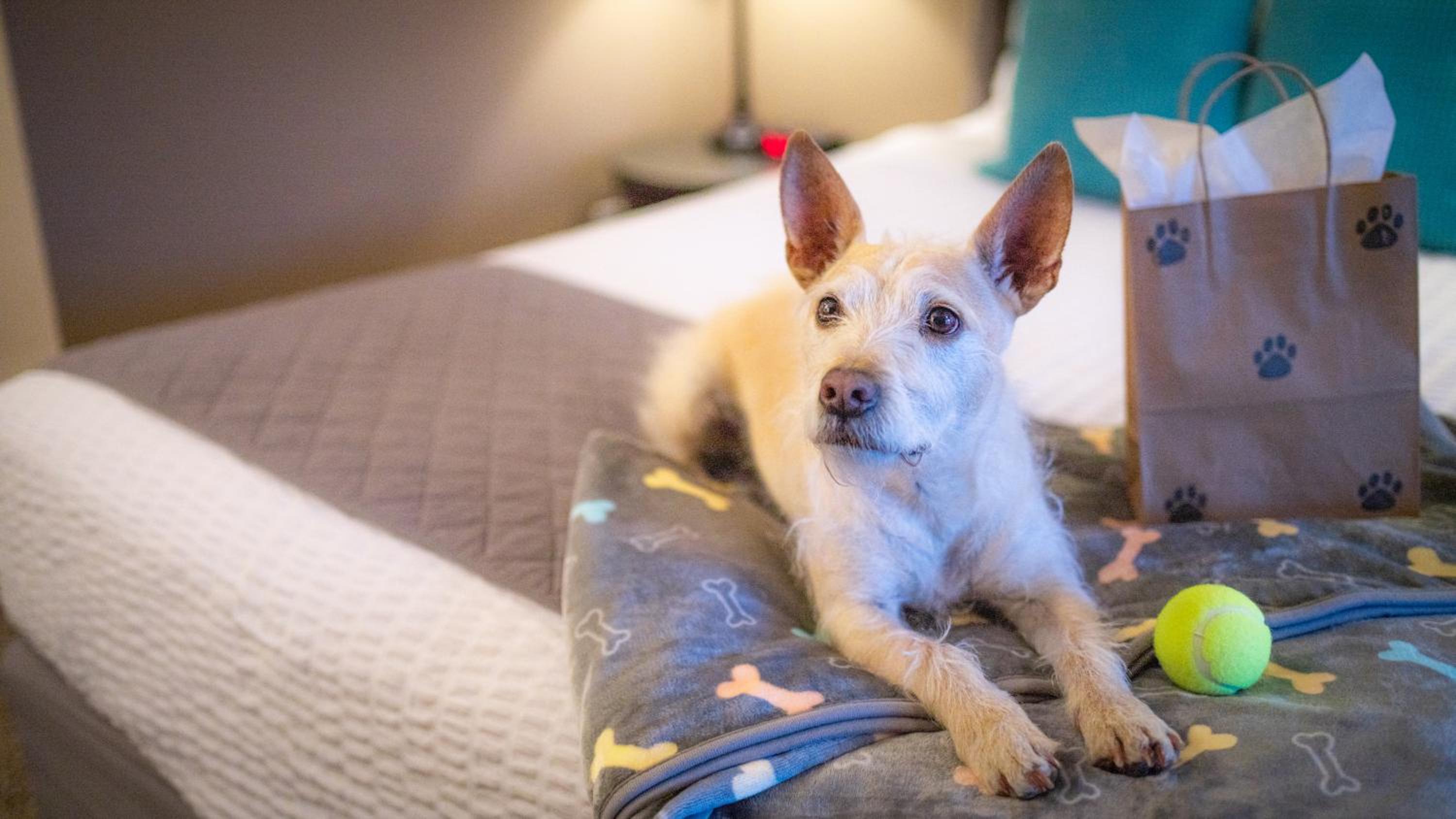 Double Queen Pet Friendly photo 3
