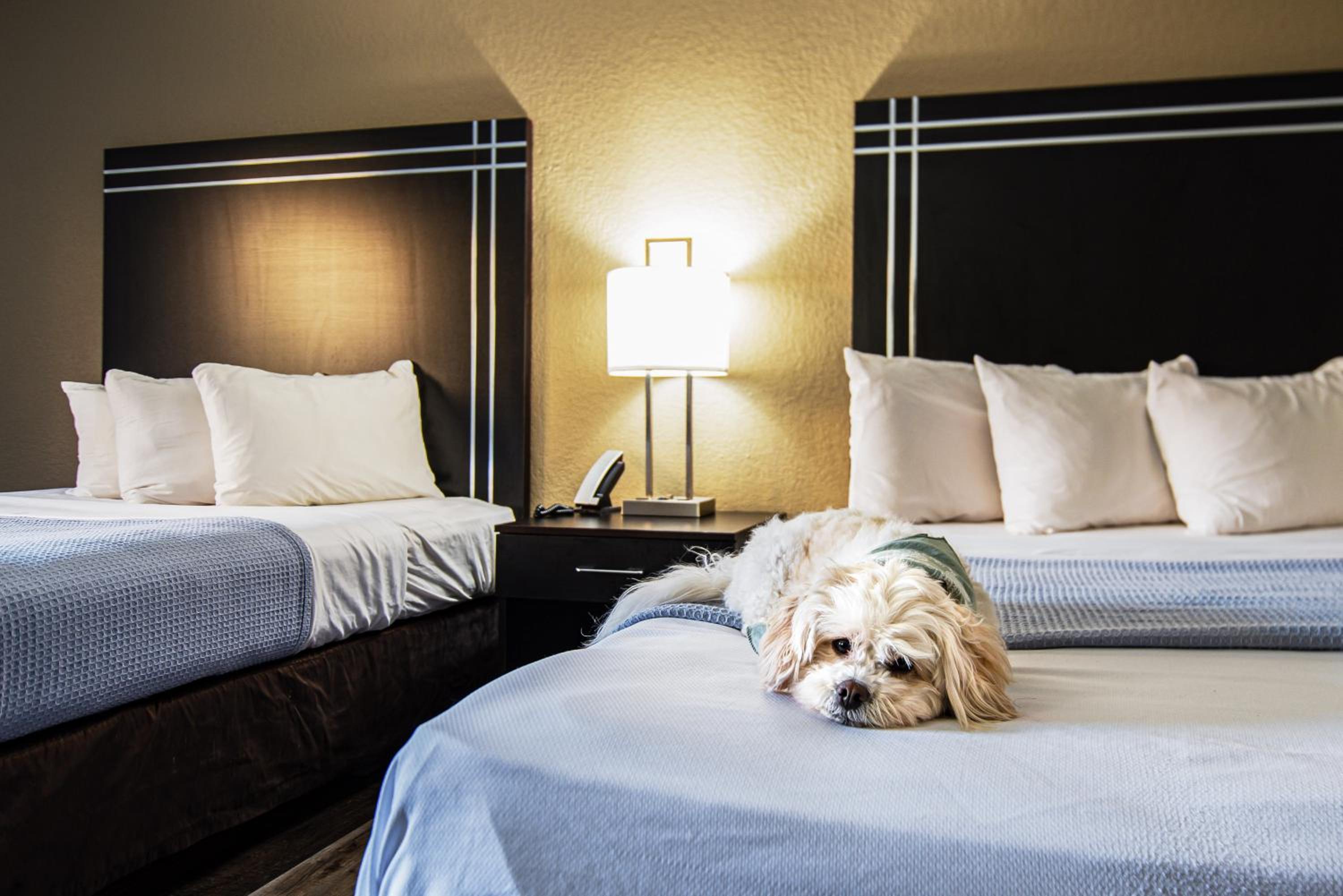Queen Room with Two Queen Beds - Non Smoking/Pet Friendly - Photo 2