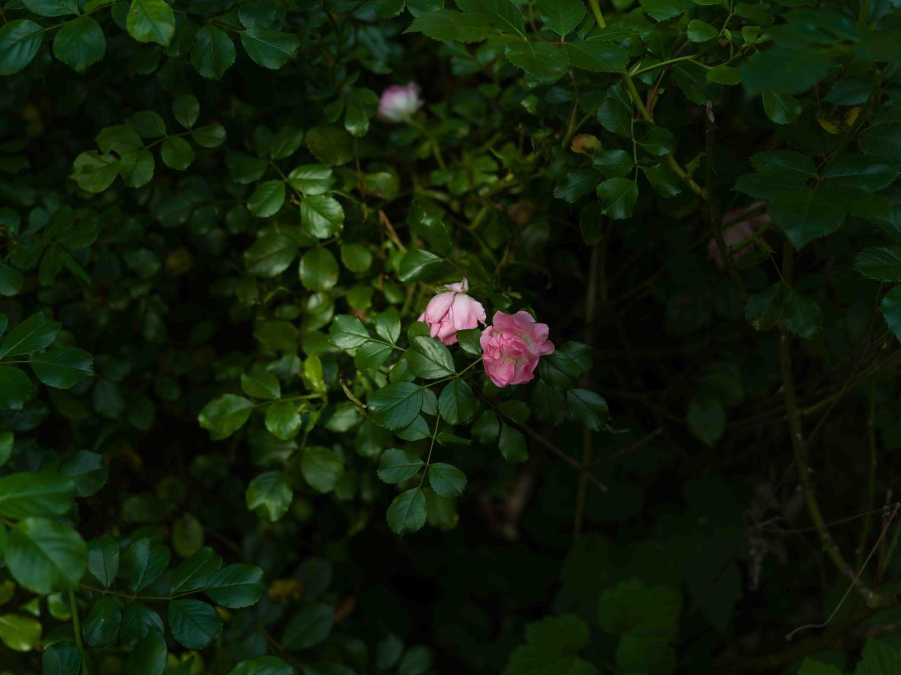 Holiday Home photo 3