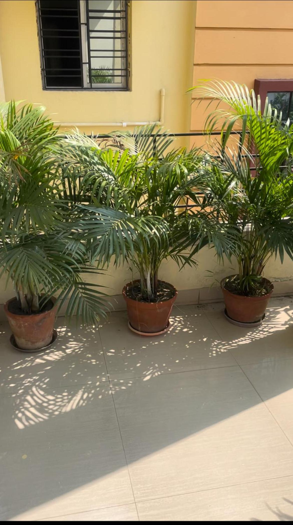 Apartment with Garden View photo 1