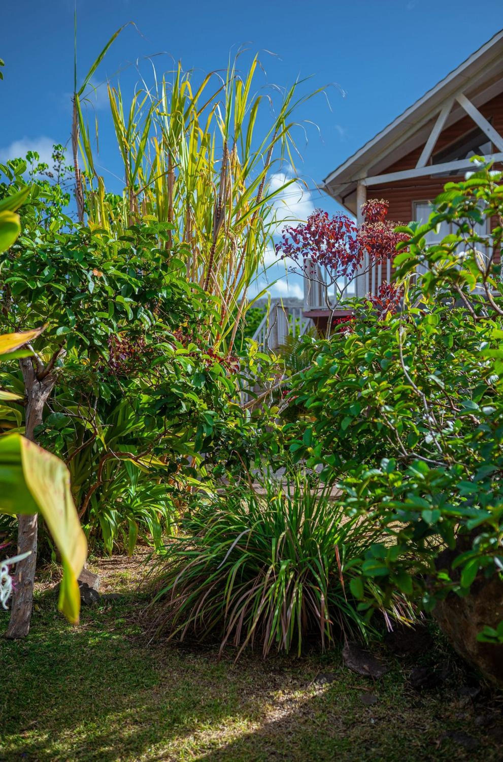 Family Bungalow photo 3