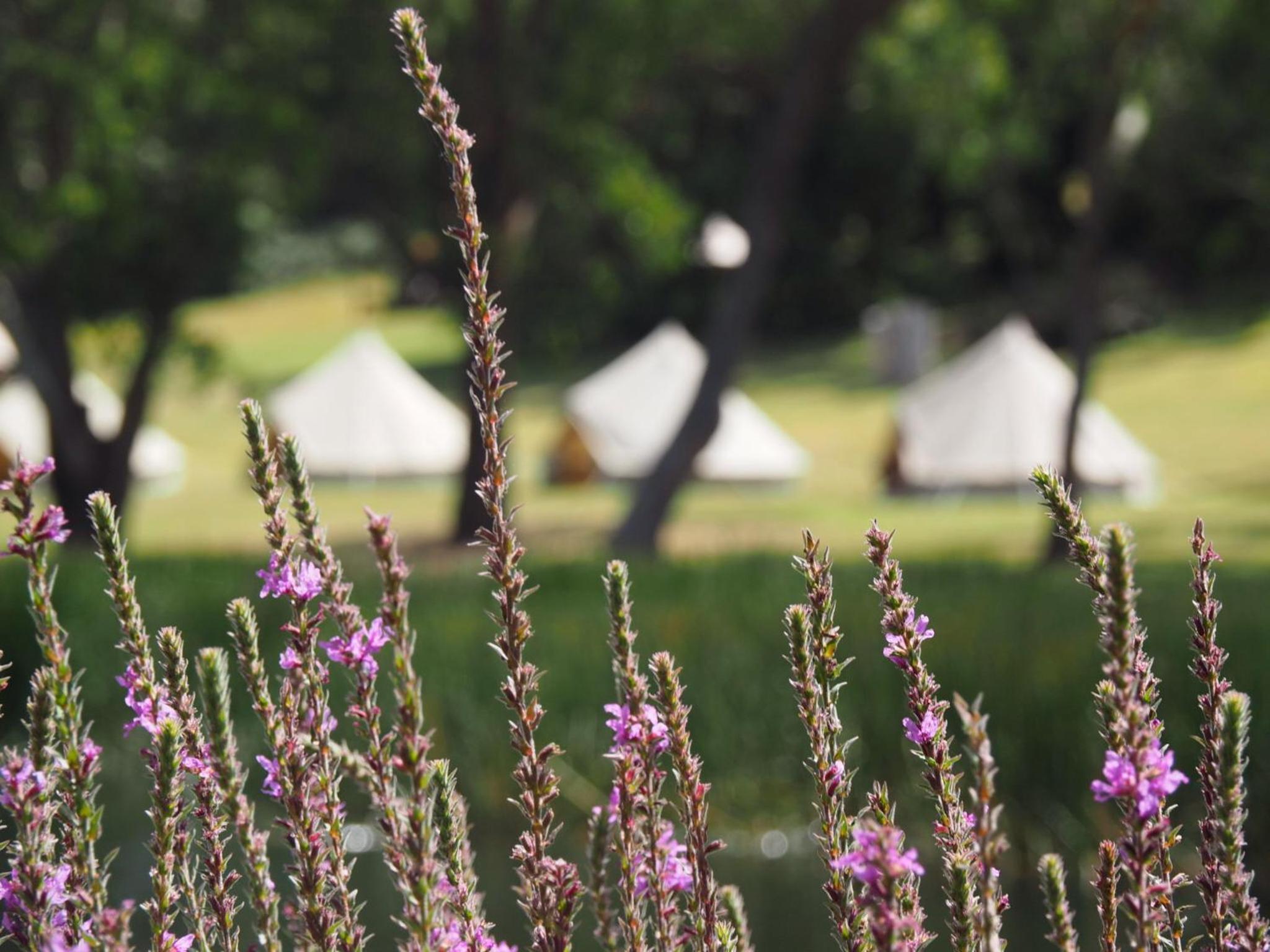 Glamping Tent - Photo 12