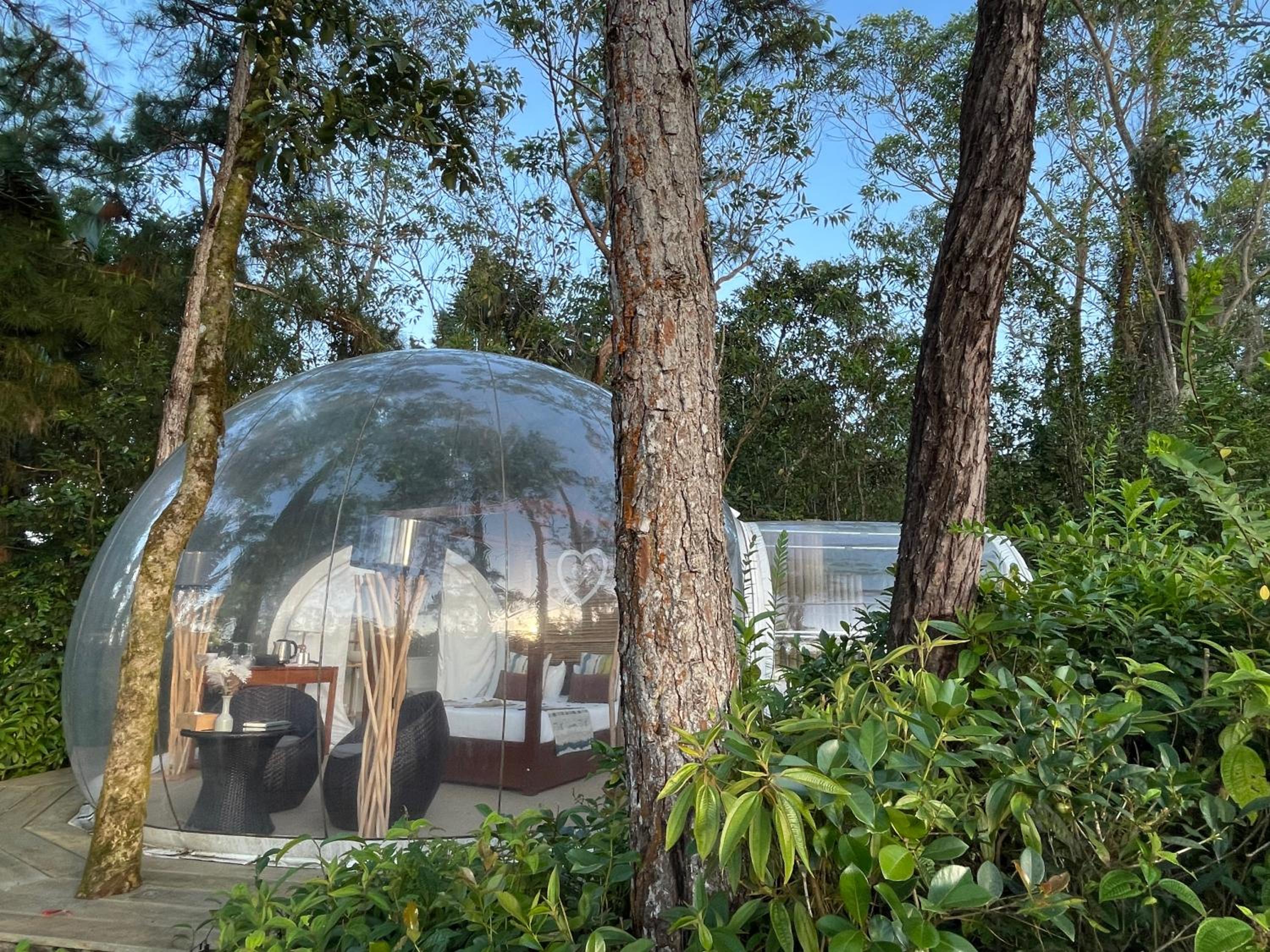 BUBBLE Ginger photo 2