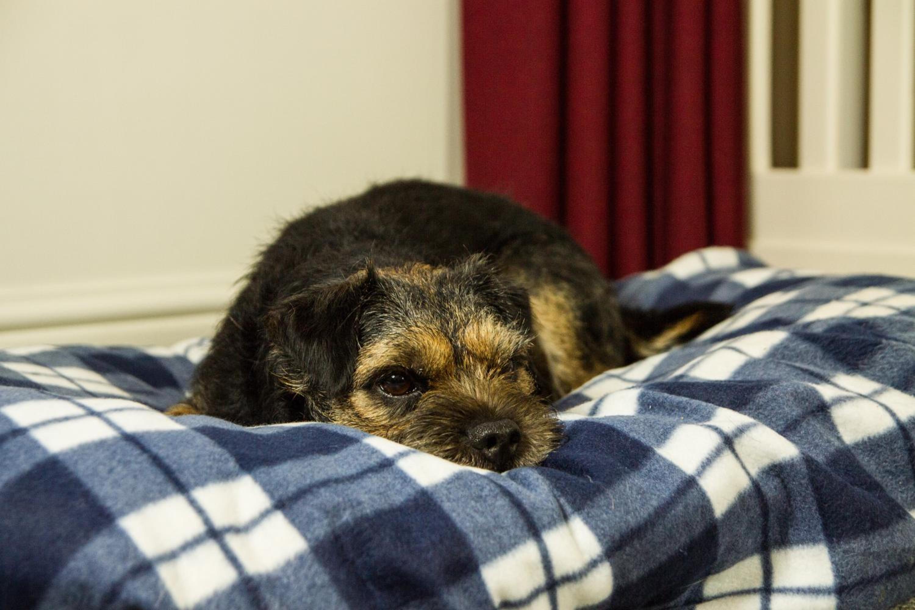 Classic Double Room - Pets Welcome - Photo 8