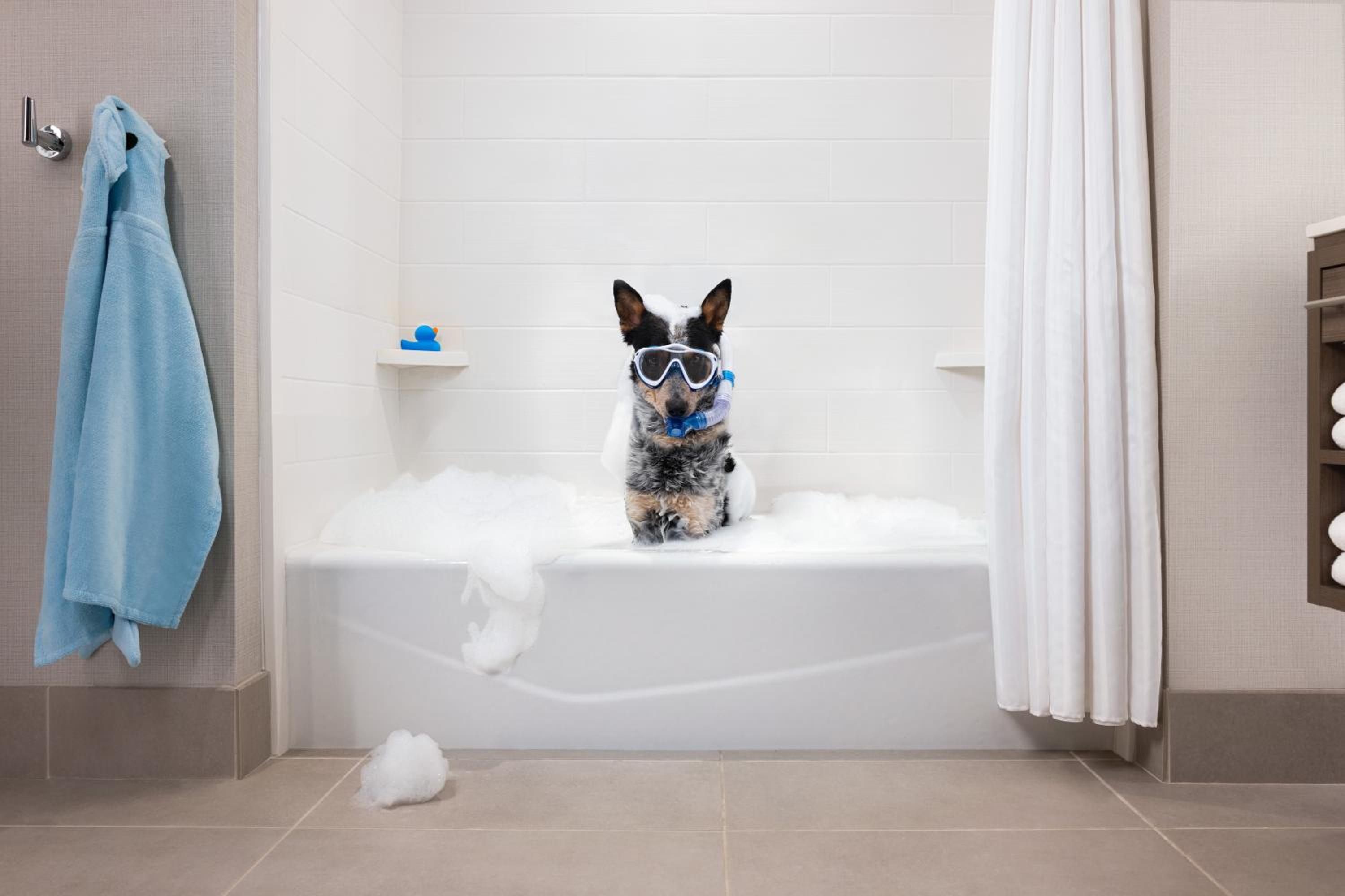 Queen Studio Suite with Bath Tub - Mobility Accessible