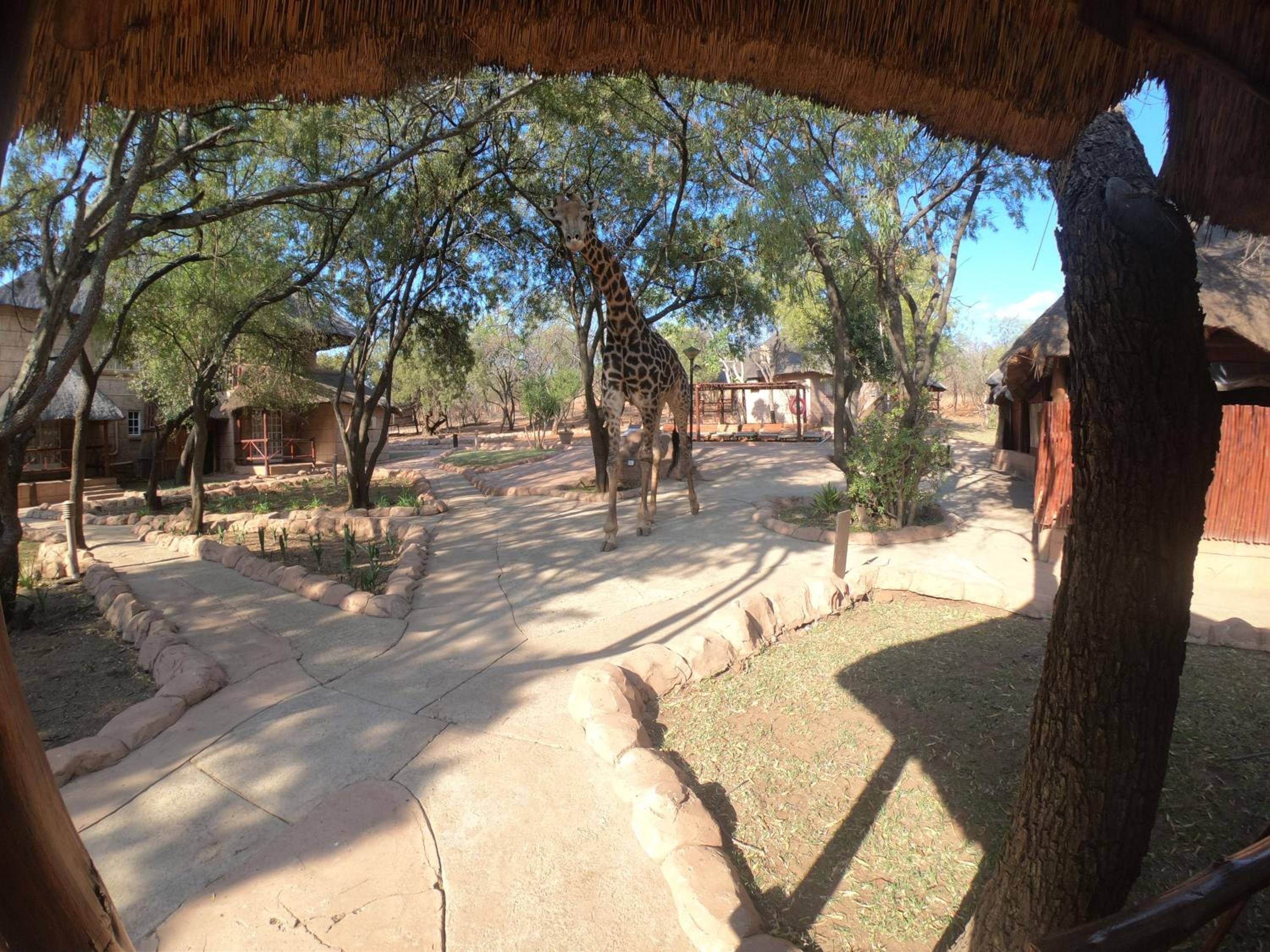 Standard Double Room - Bush Lodge - Photo 18